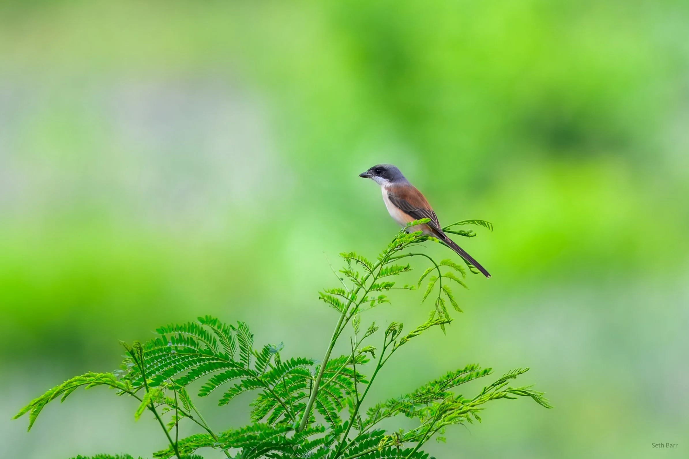 Burmese Shrike