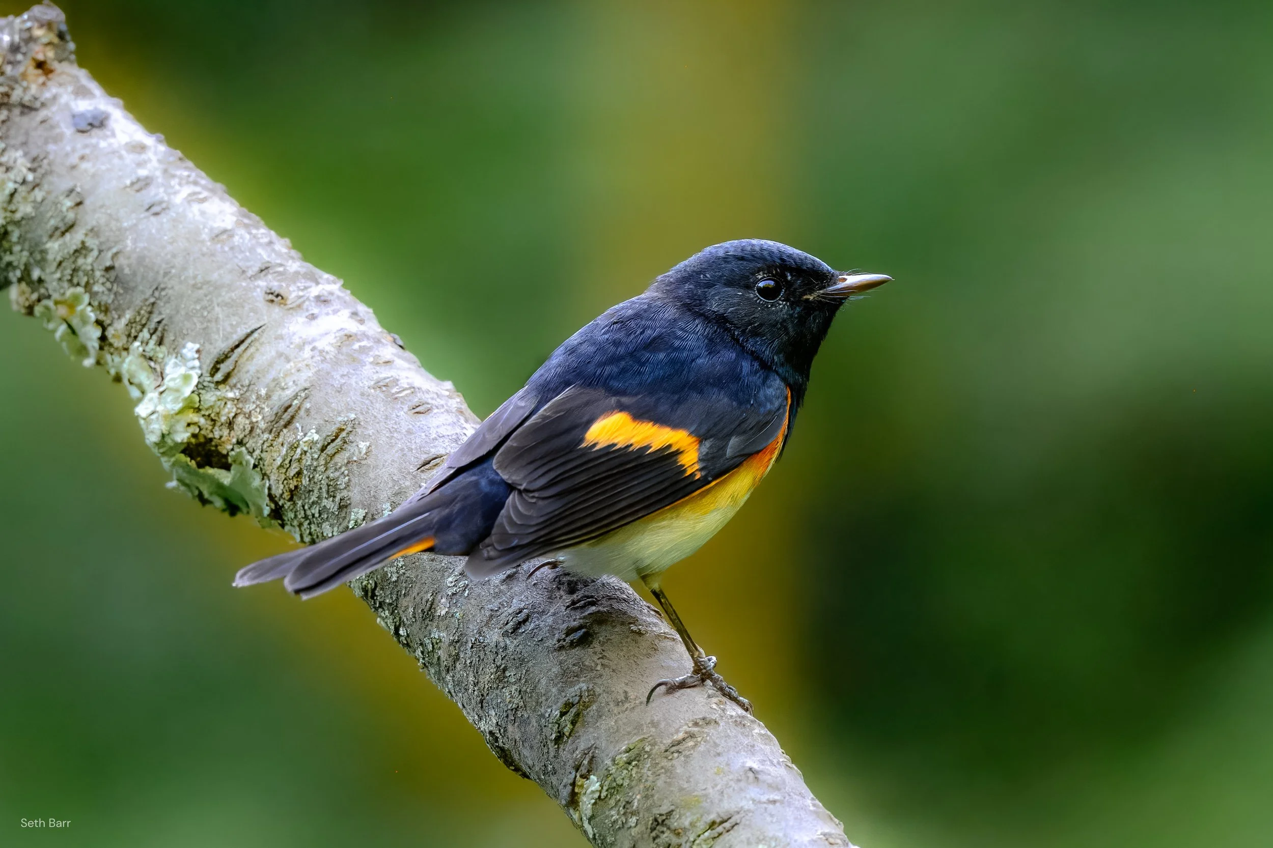 American Redstart