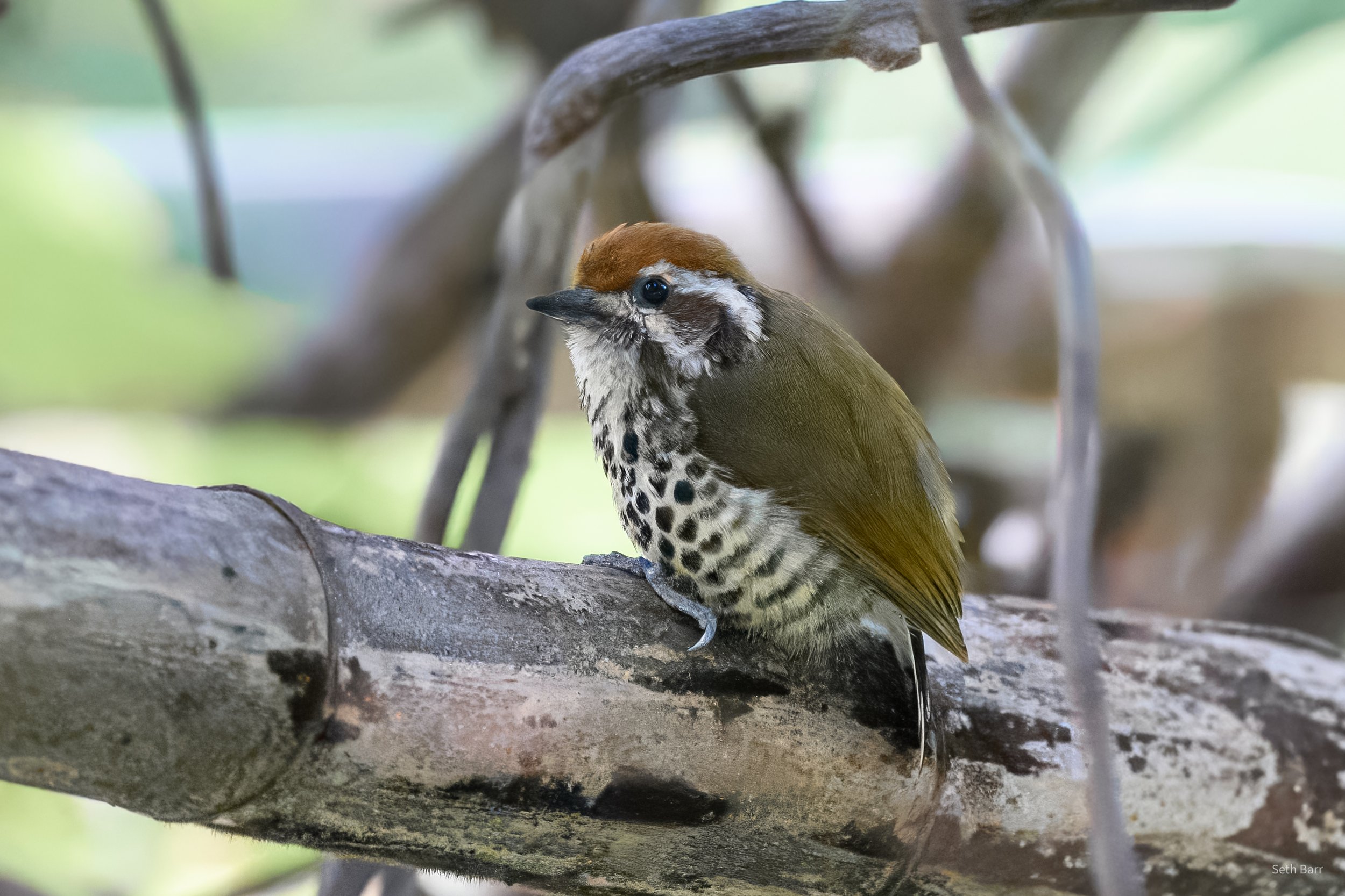 Speckled Piculet - Shaanxi Province
