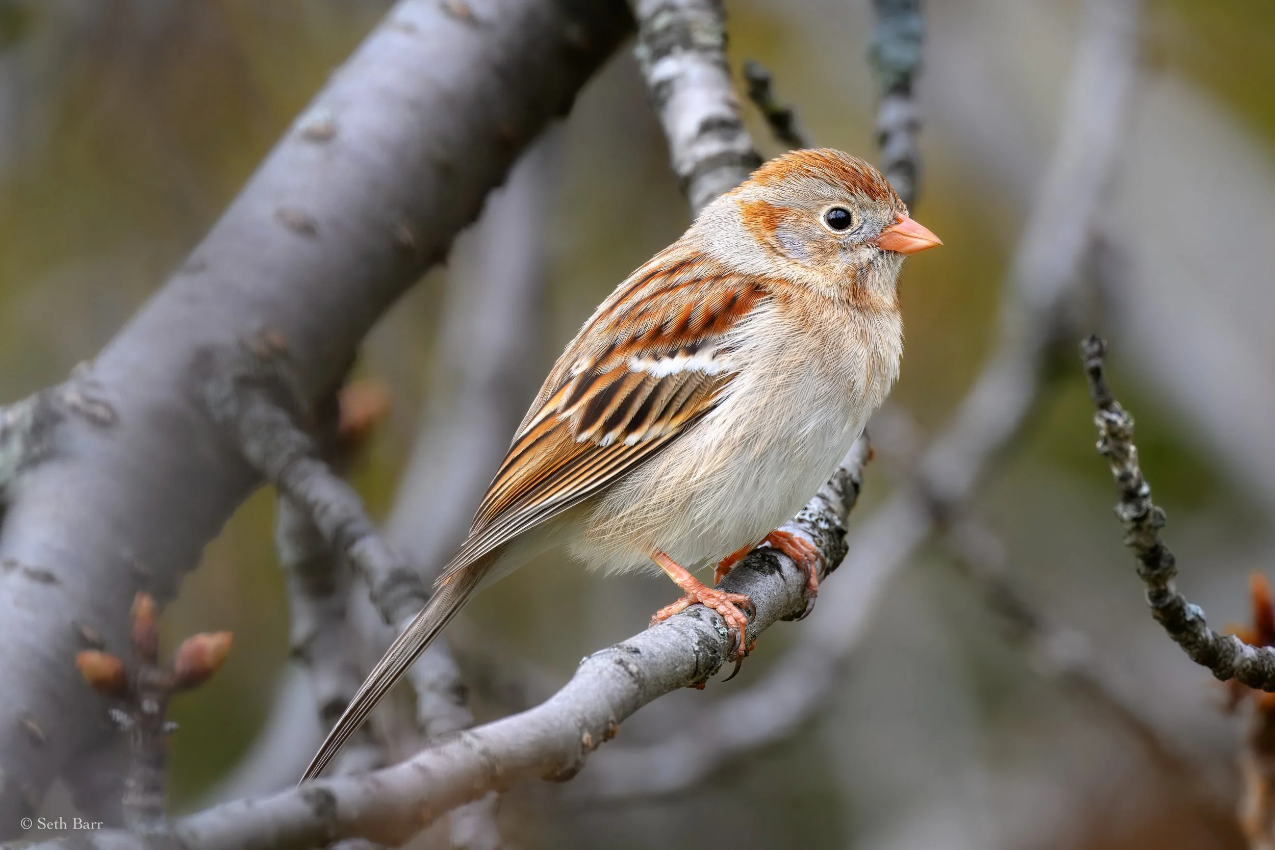 Field Sparrow