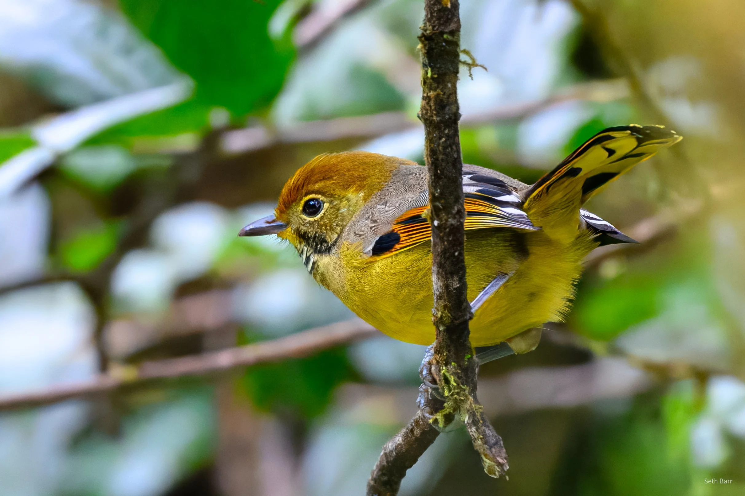 Rufous-Winged Fulvetta