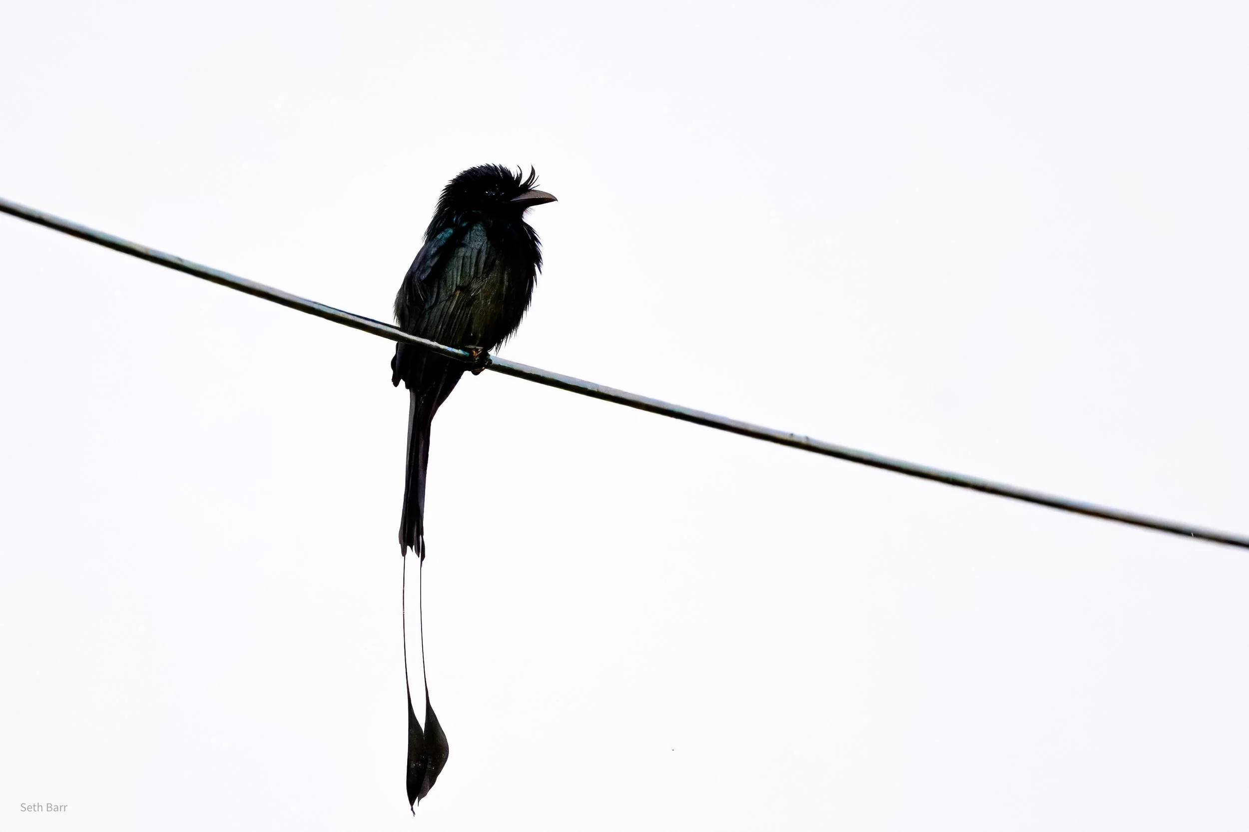 Greater Racket-Tailed Drongo
