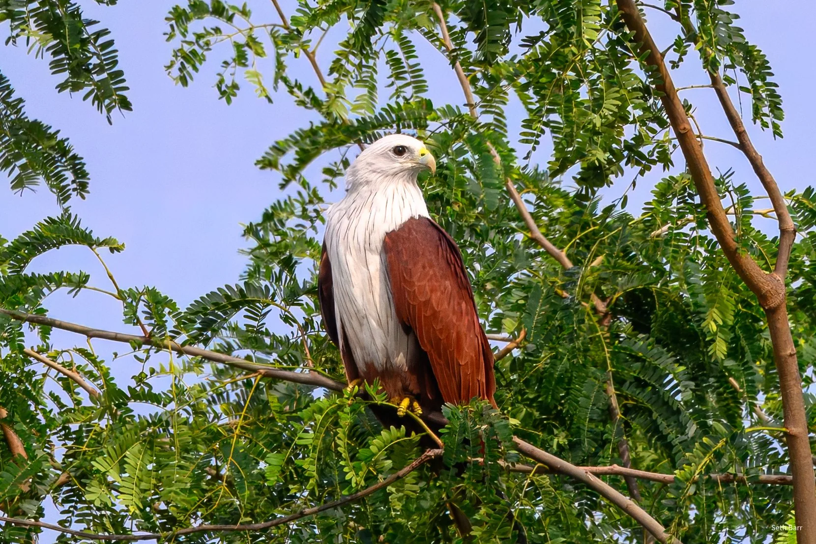Brahminy Kite