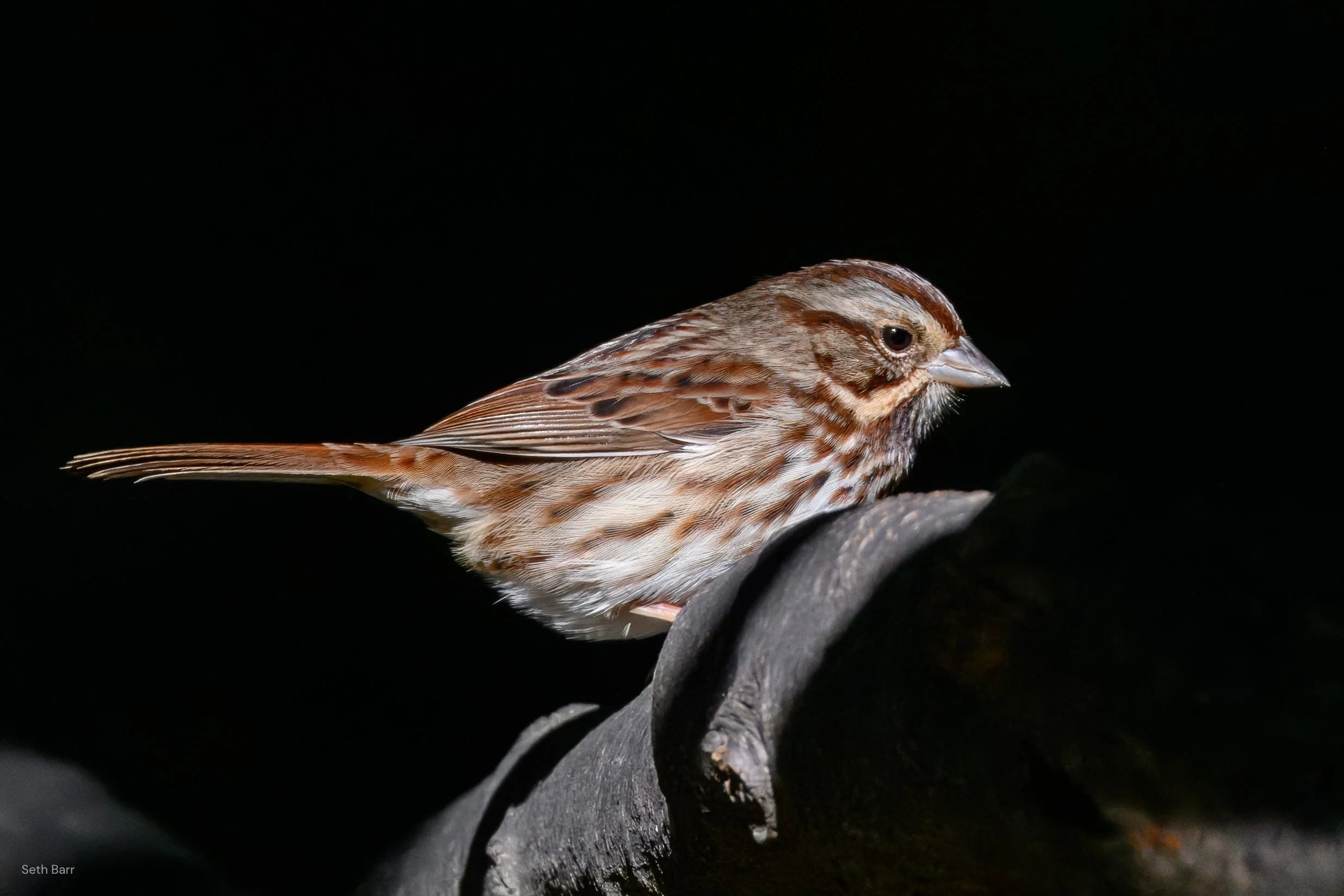 Song Sparrow