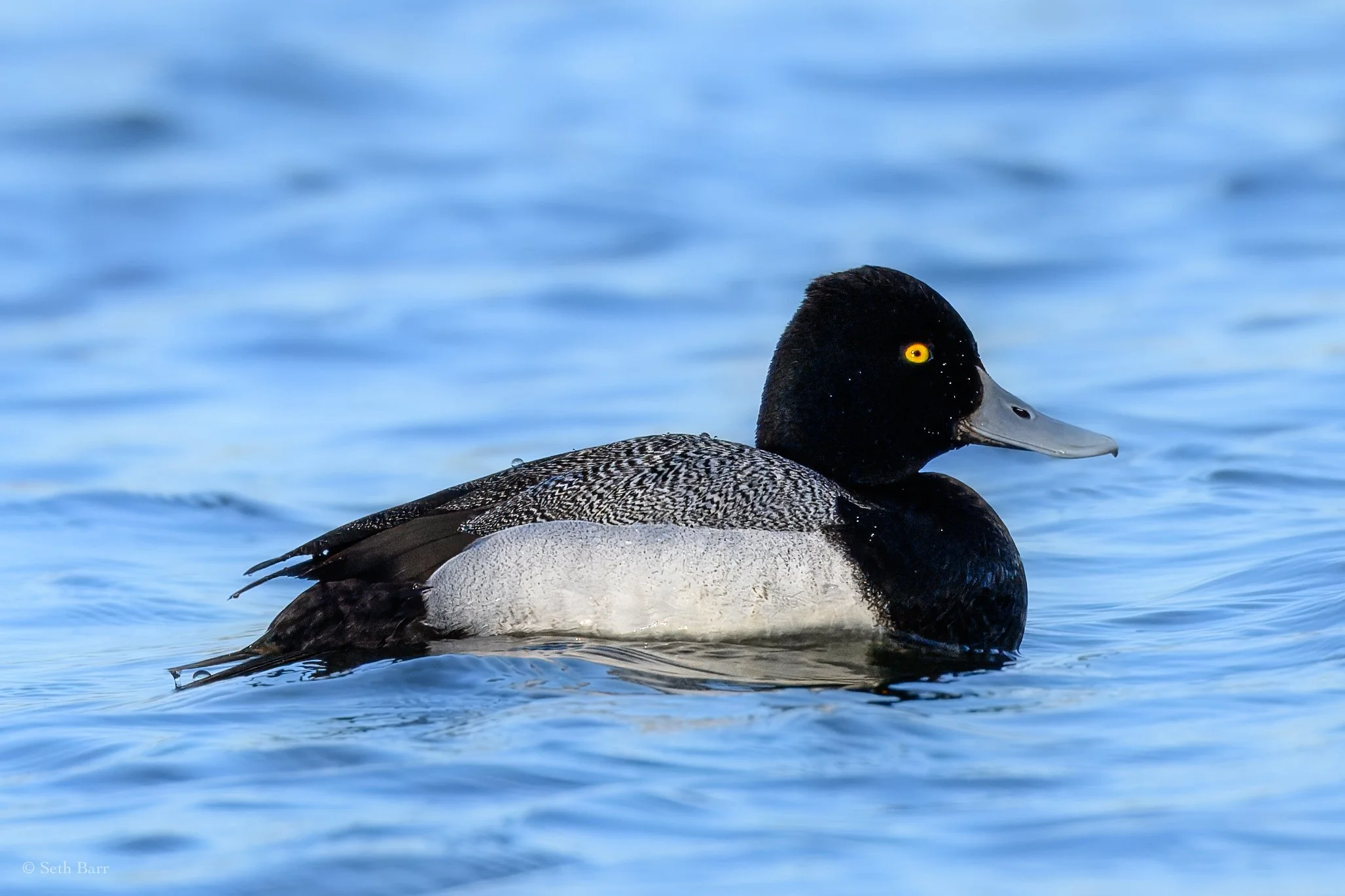 Lesser Scaup