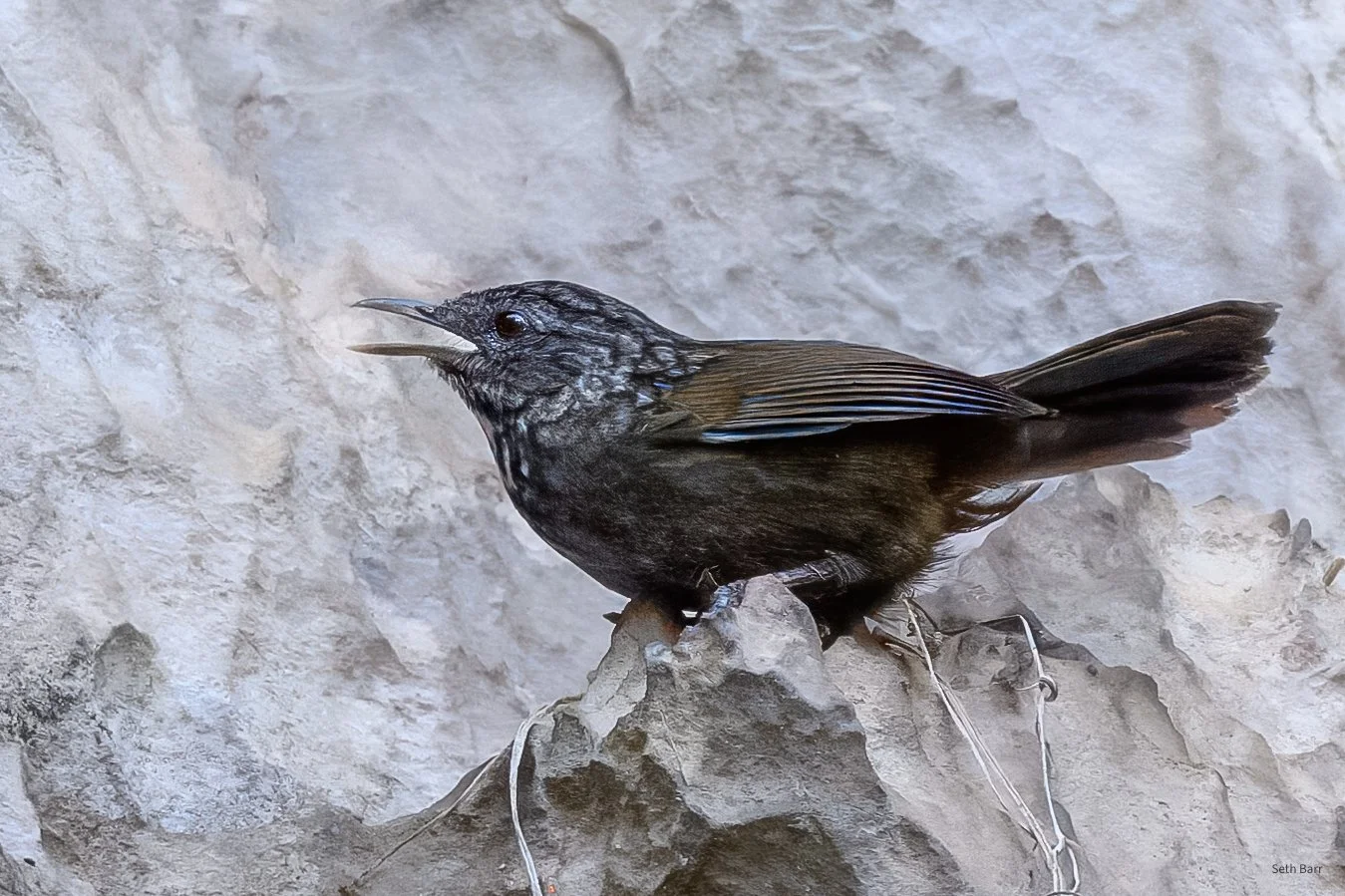 Annam Limeston Babbler
