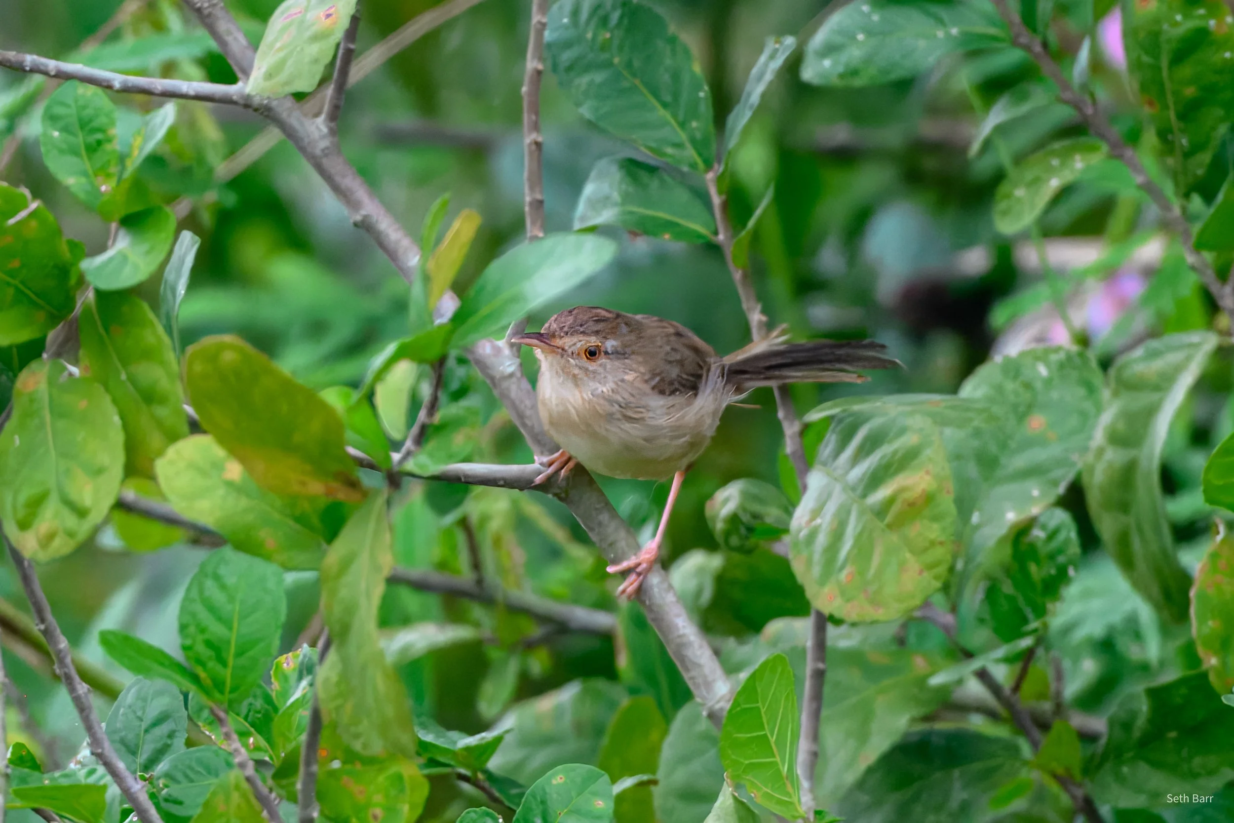 Plain Prinia