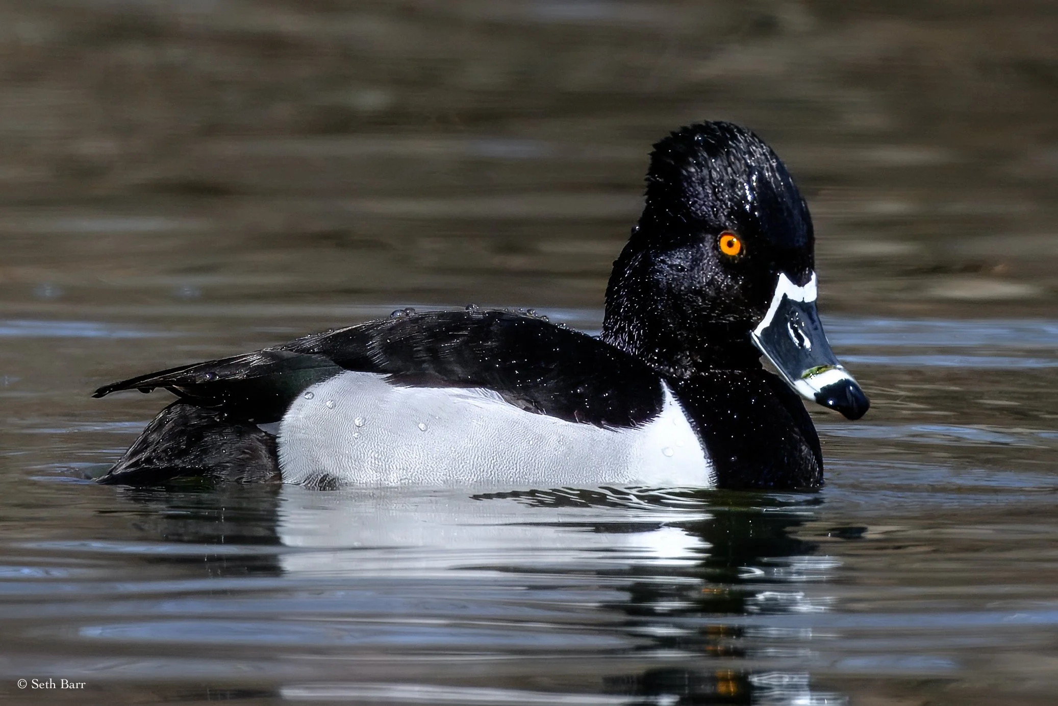 Ring-Necked Duck
