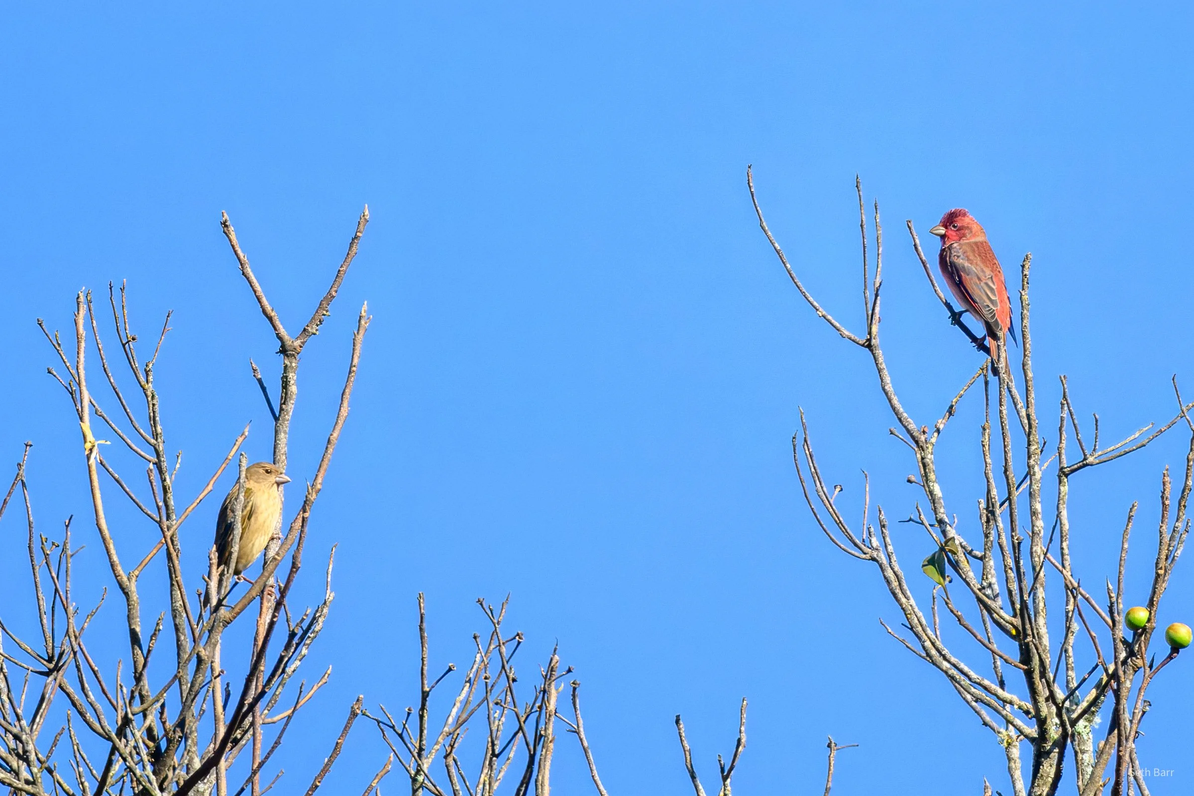 Common Rosefinch
