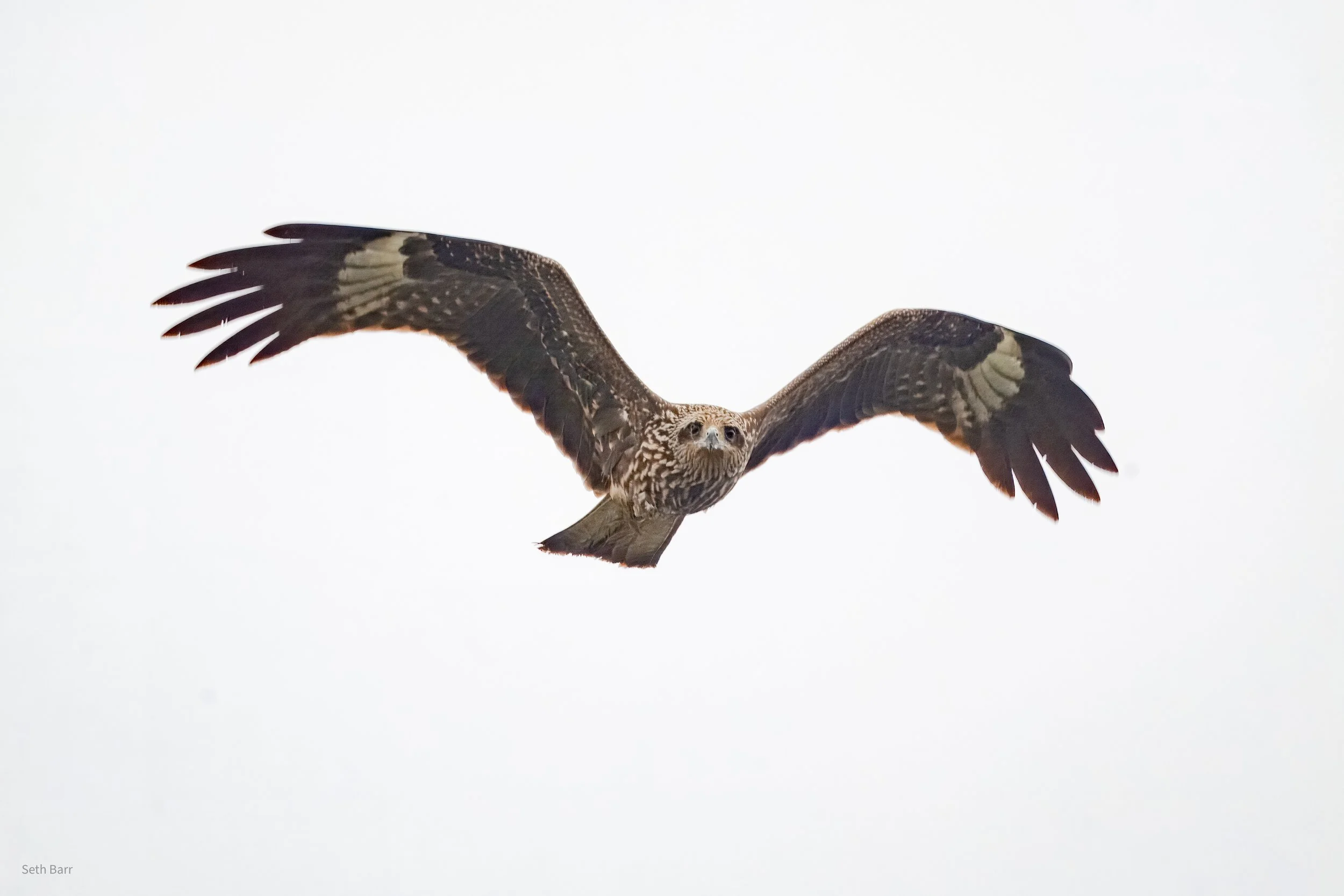 Black Kite