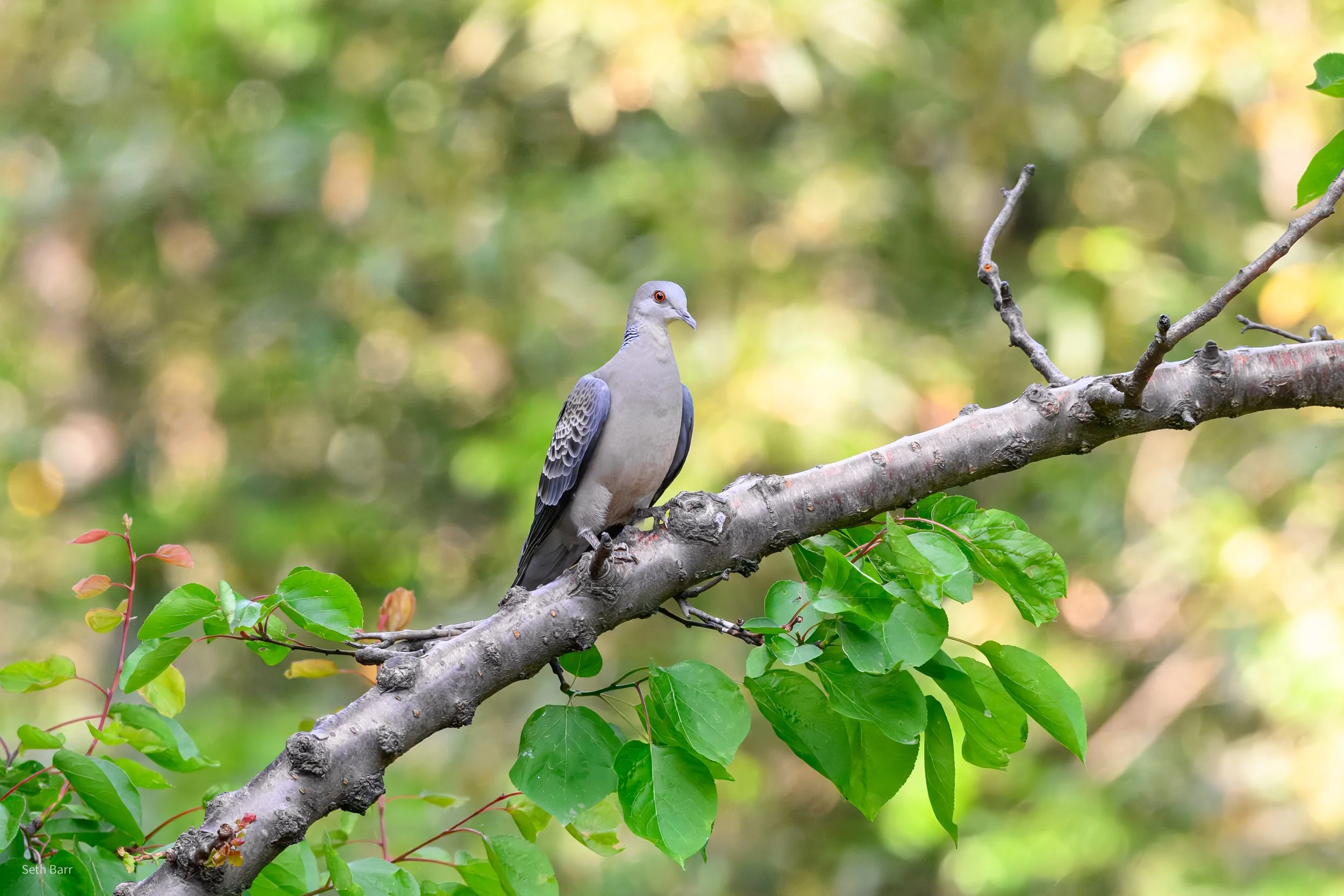 Oriental Turtle Dove - Shaanxi Province