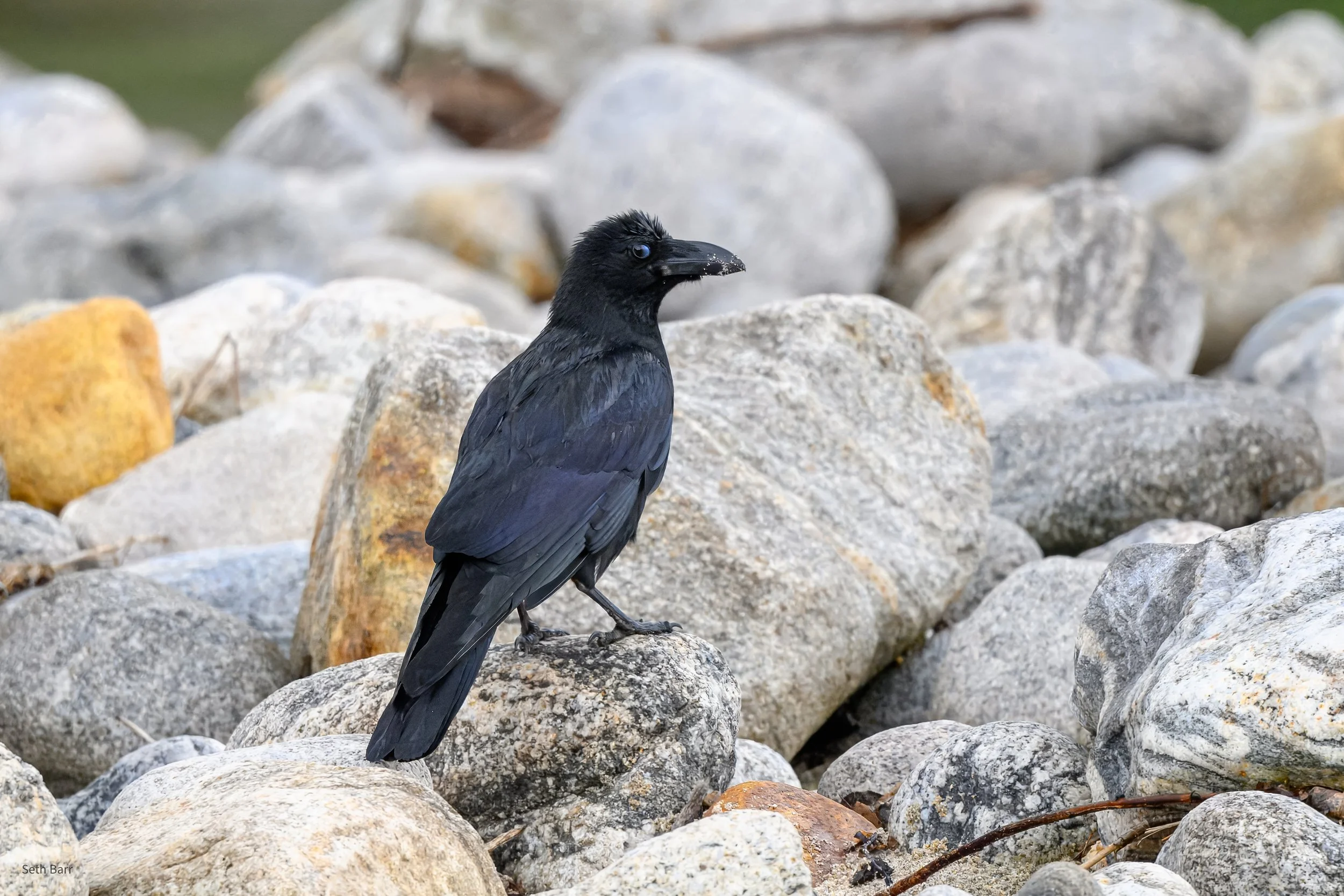 Large-Billed Crow - Shaanxi Province