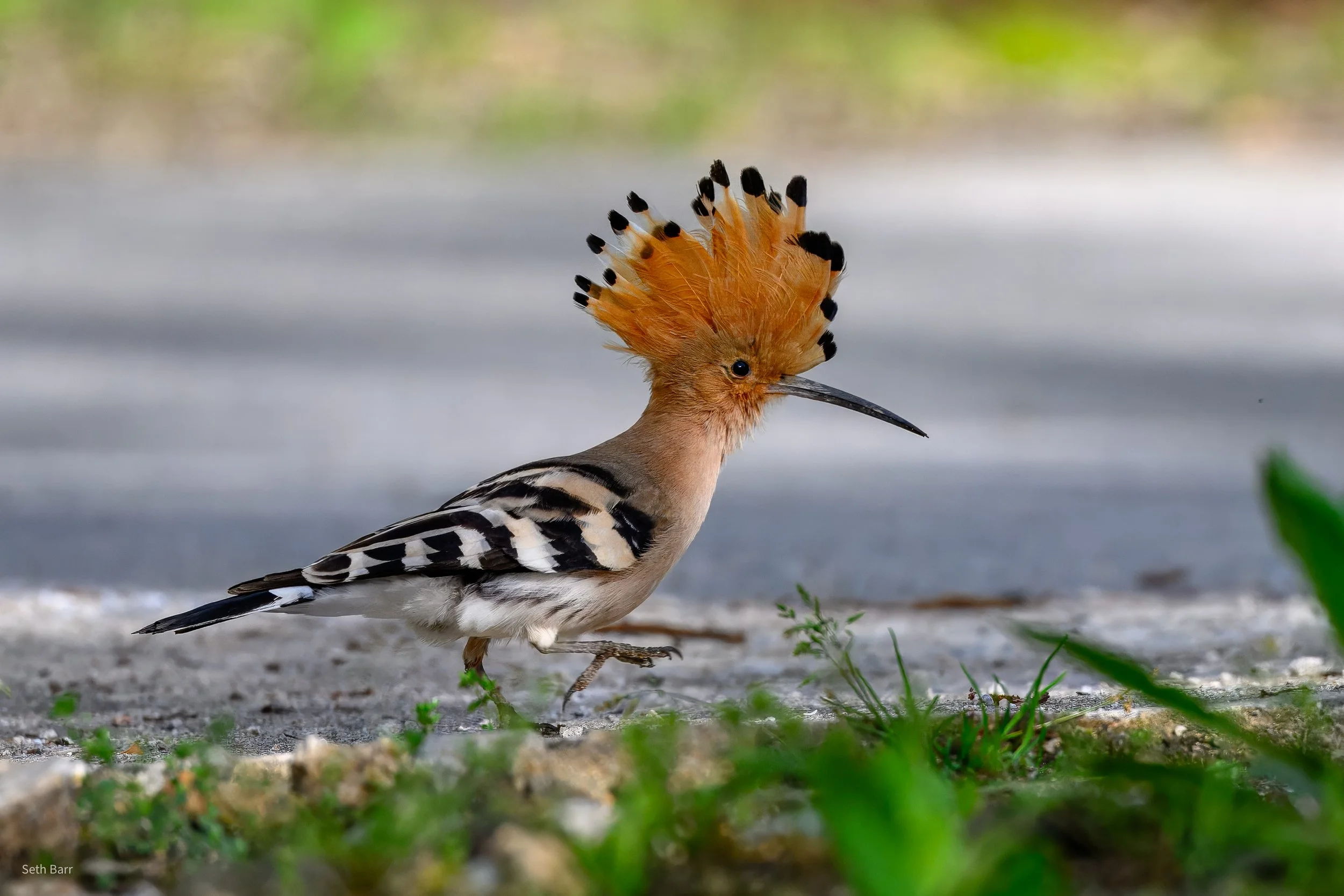 Common Hoopoe - Shaanxi Province