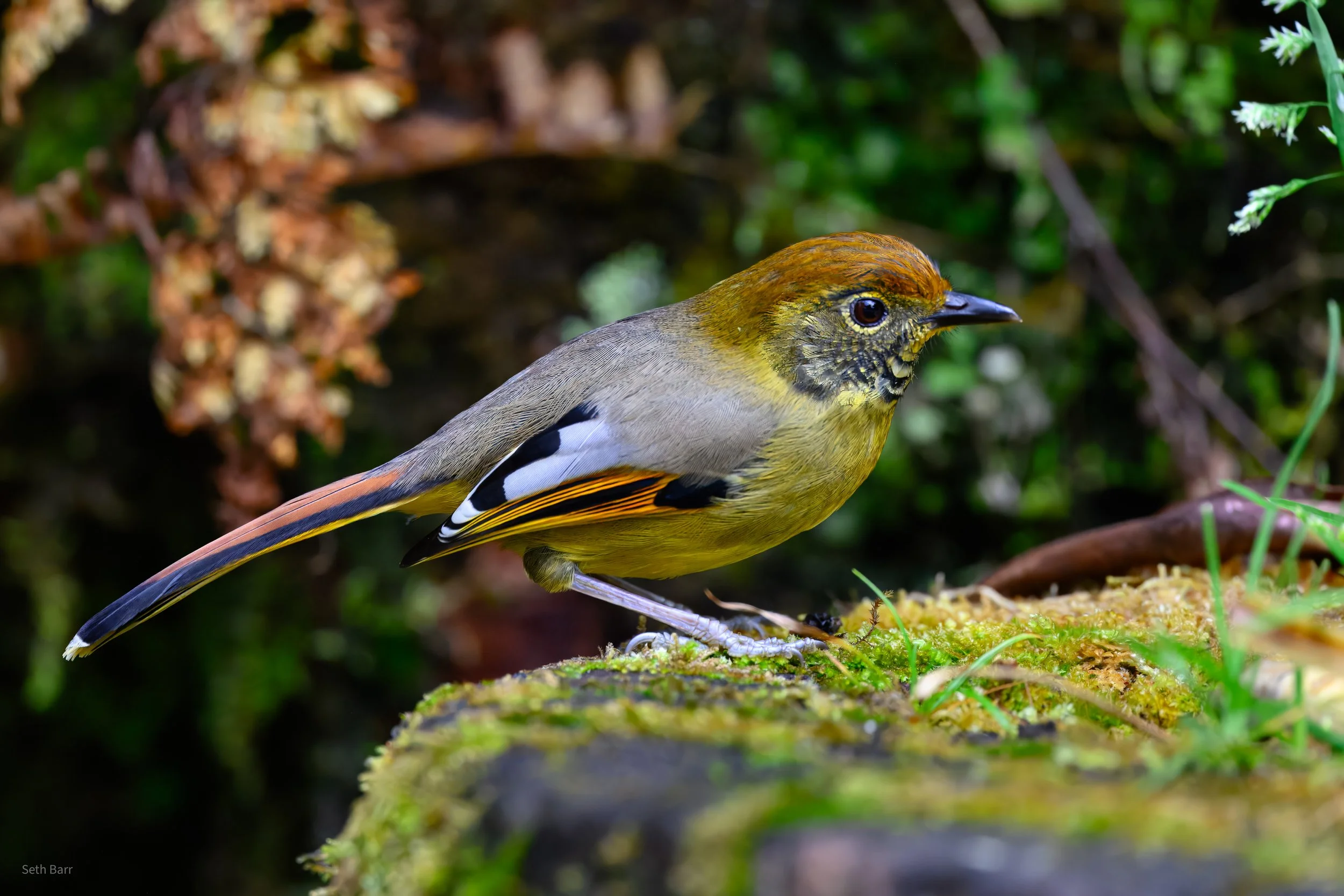 Chestnut-Tailed Minla