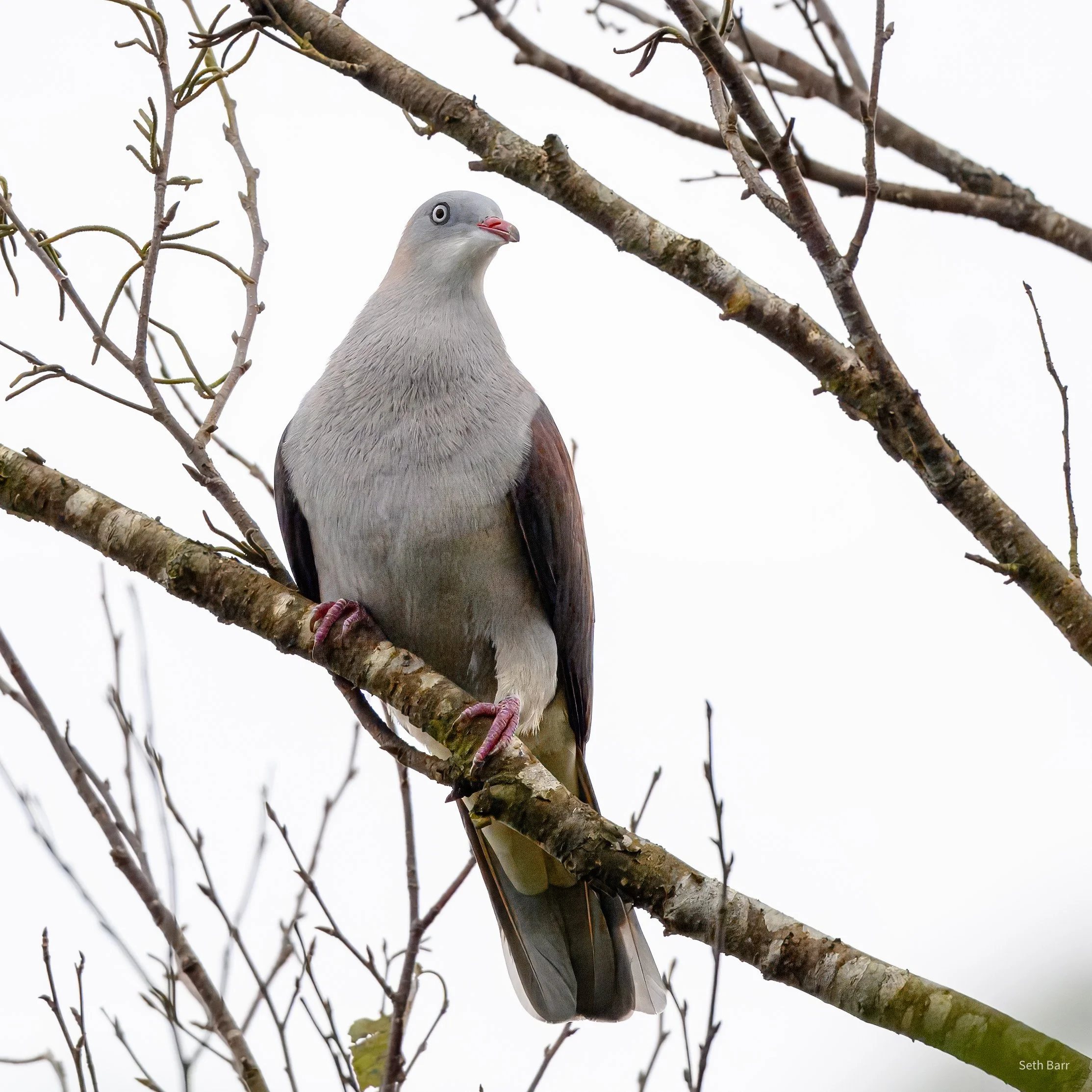 Mountain Imperial Pigeon