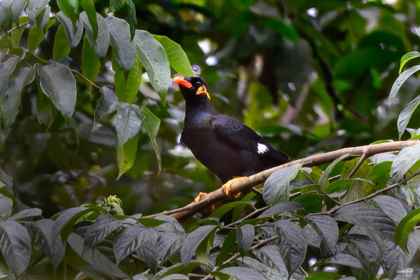Common Hill Myna
