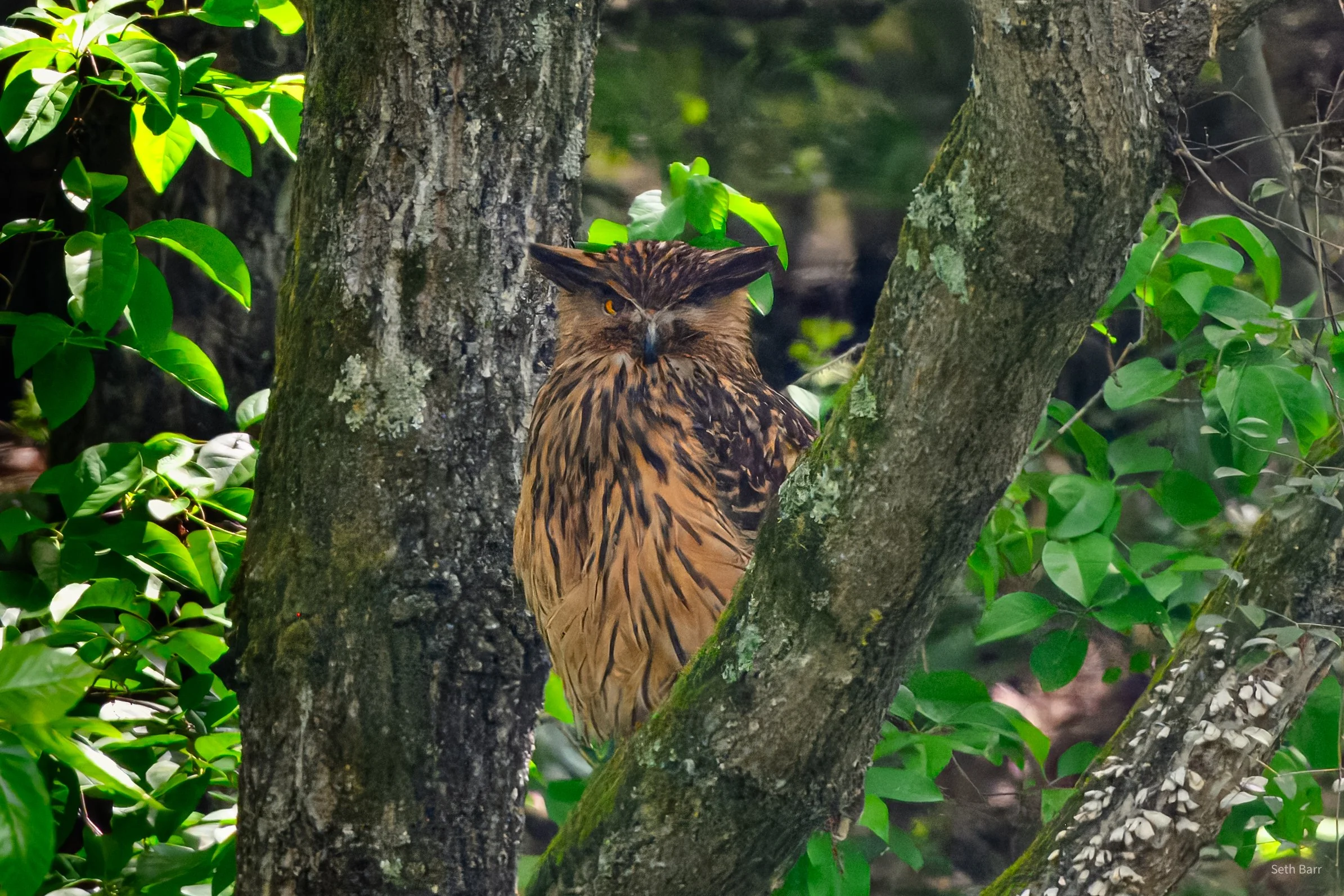 Tawny Fish Owl - Shaanxi Province