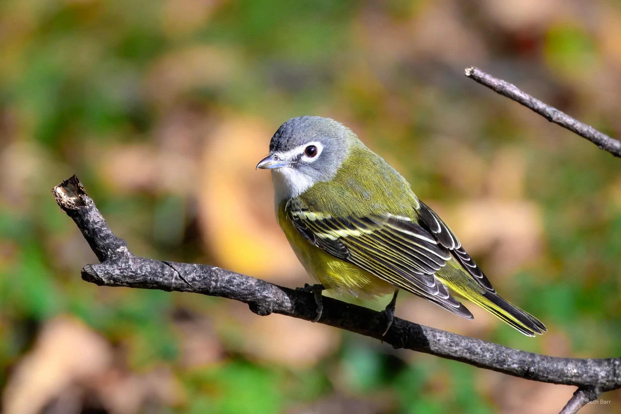 Blue-Headed Vireo