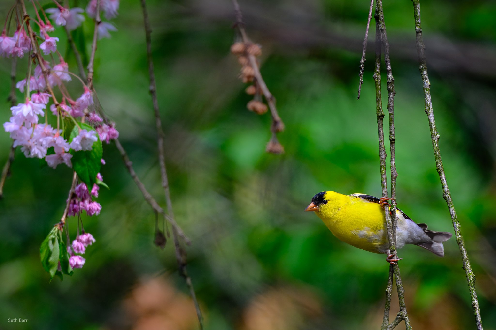 American Goldfinch