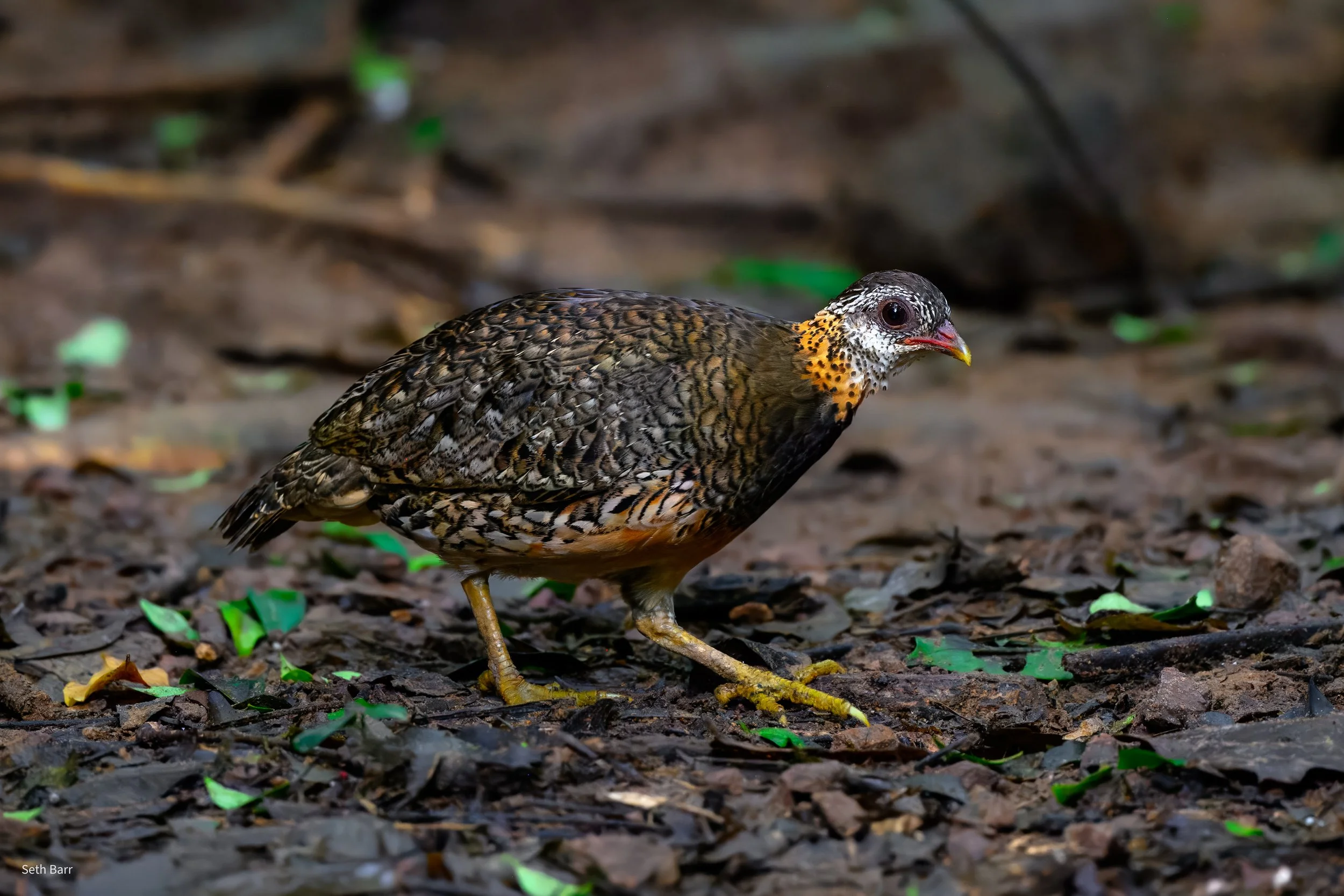 Scaly Breasted Partridge