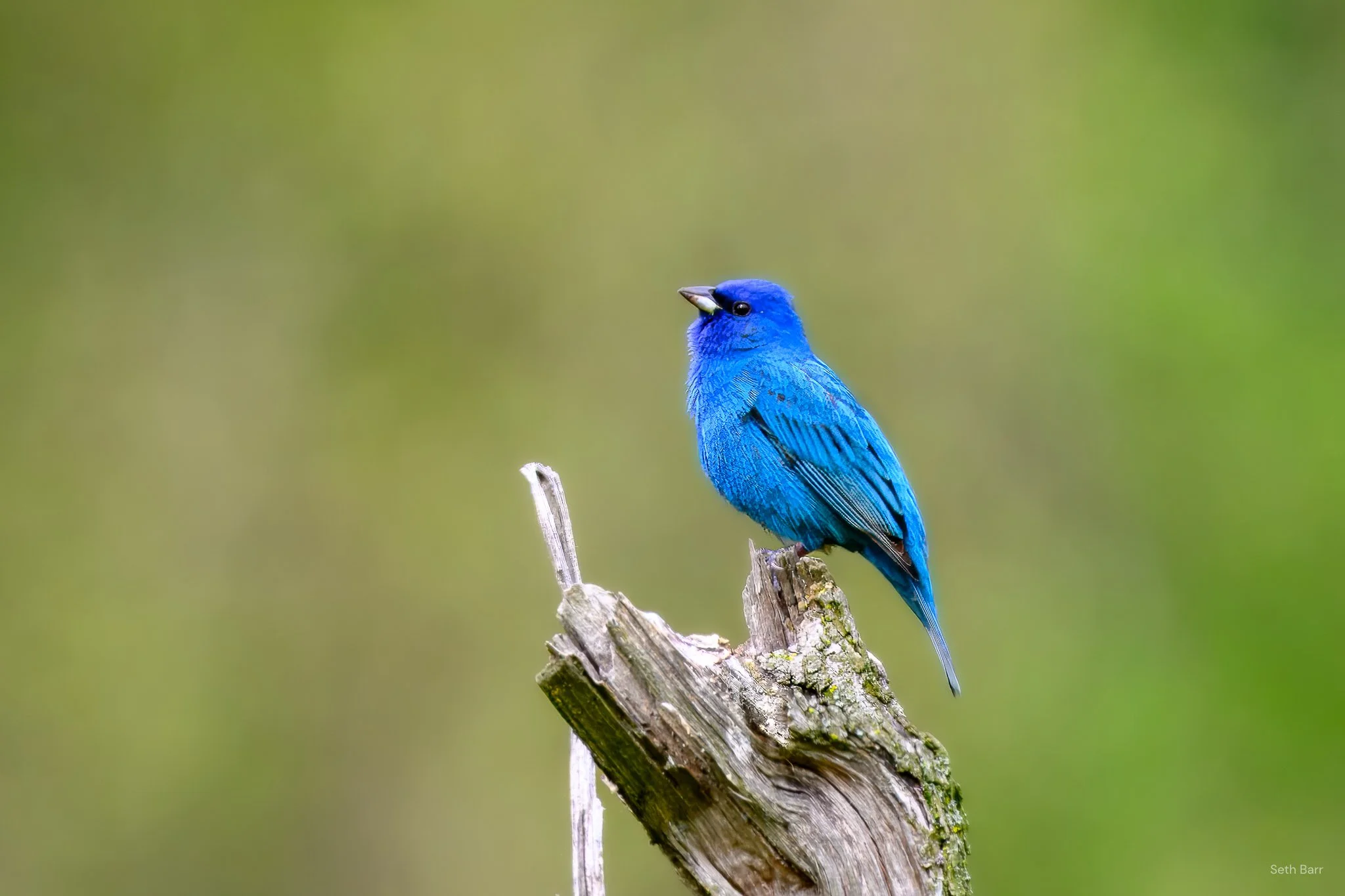 Indigo Bunting