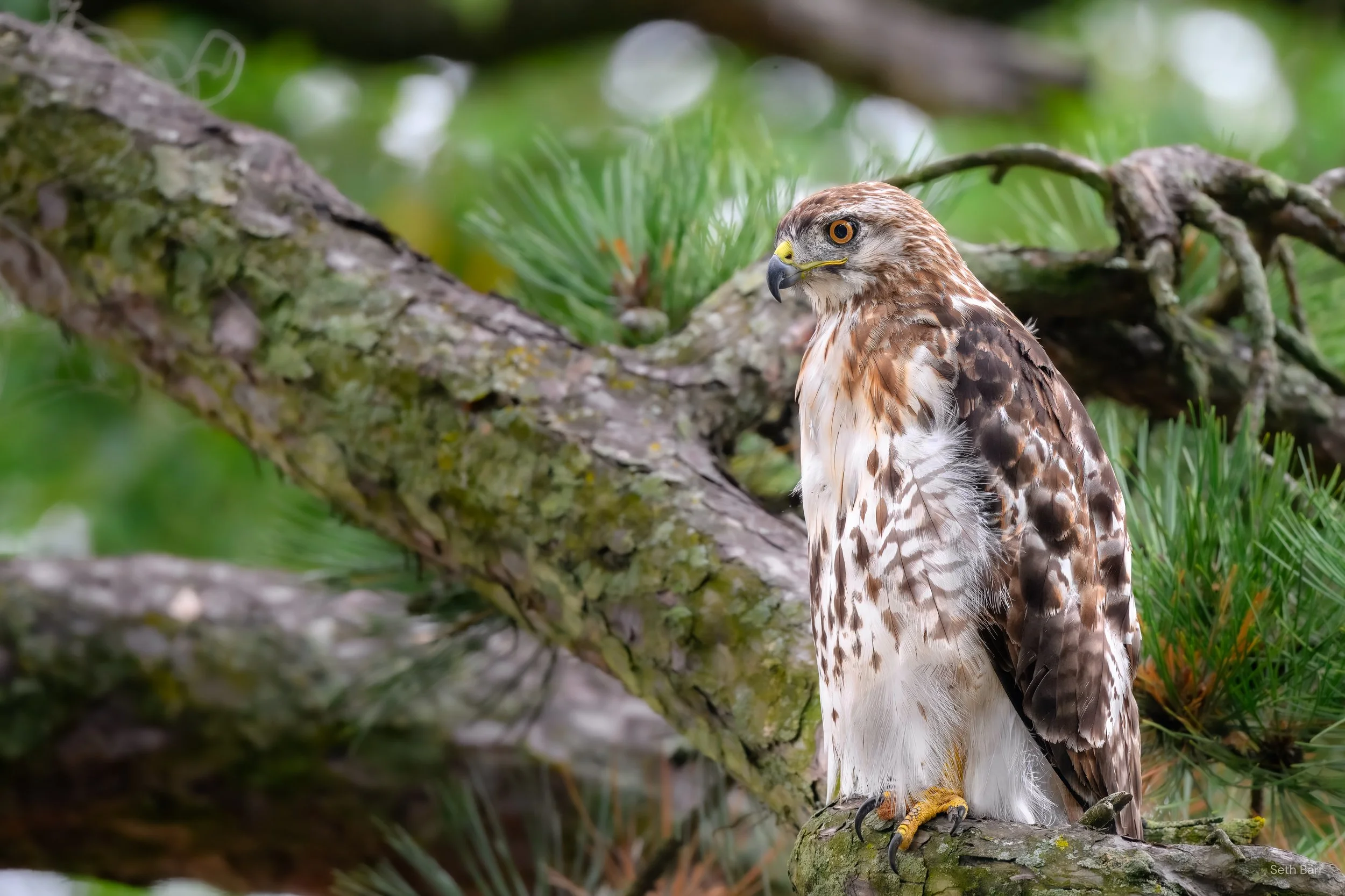 Red-Tailed Hawk