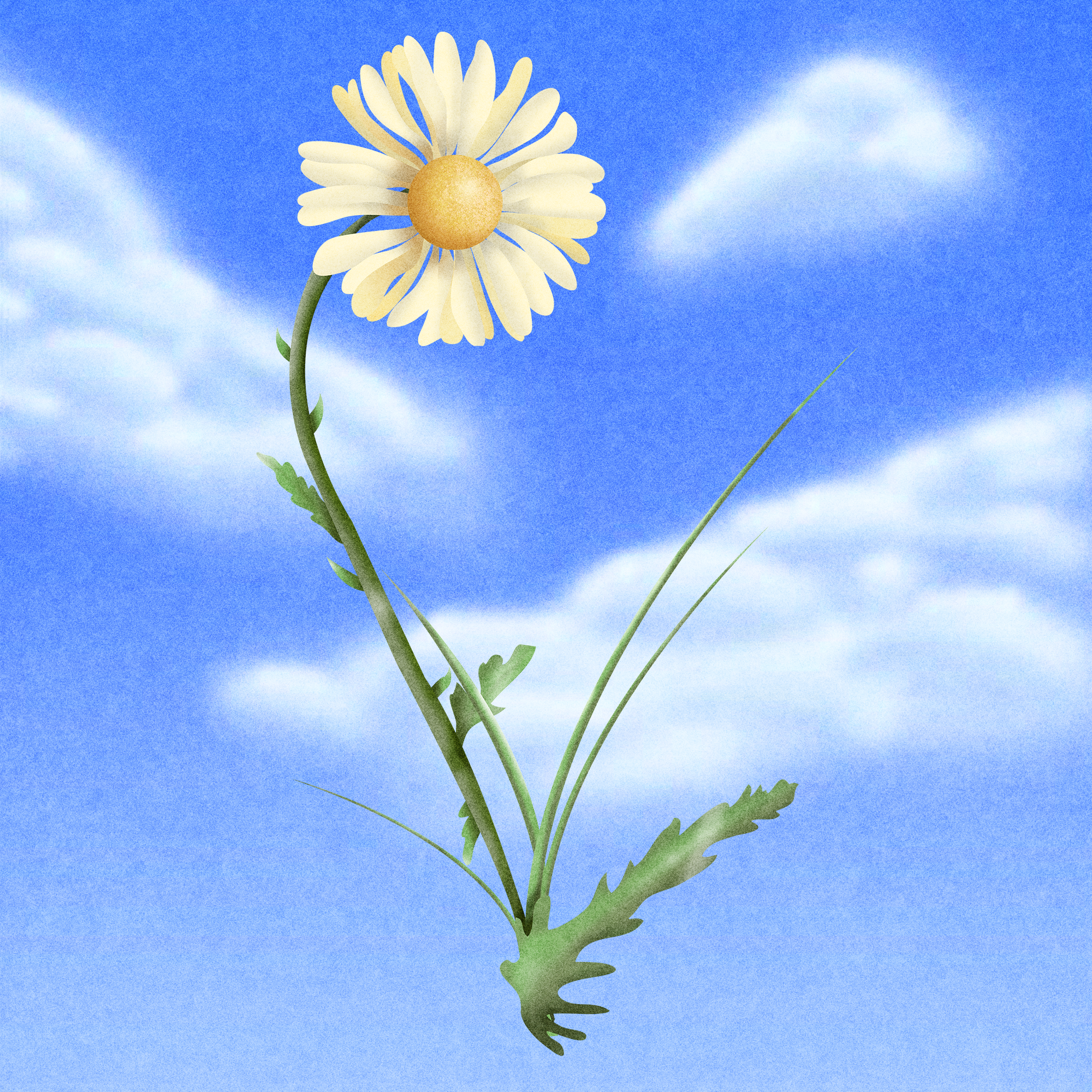 06_daisy.png