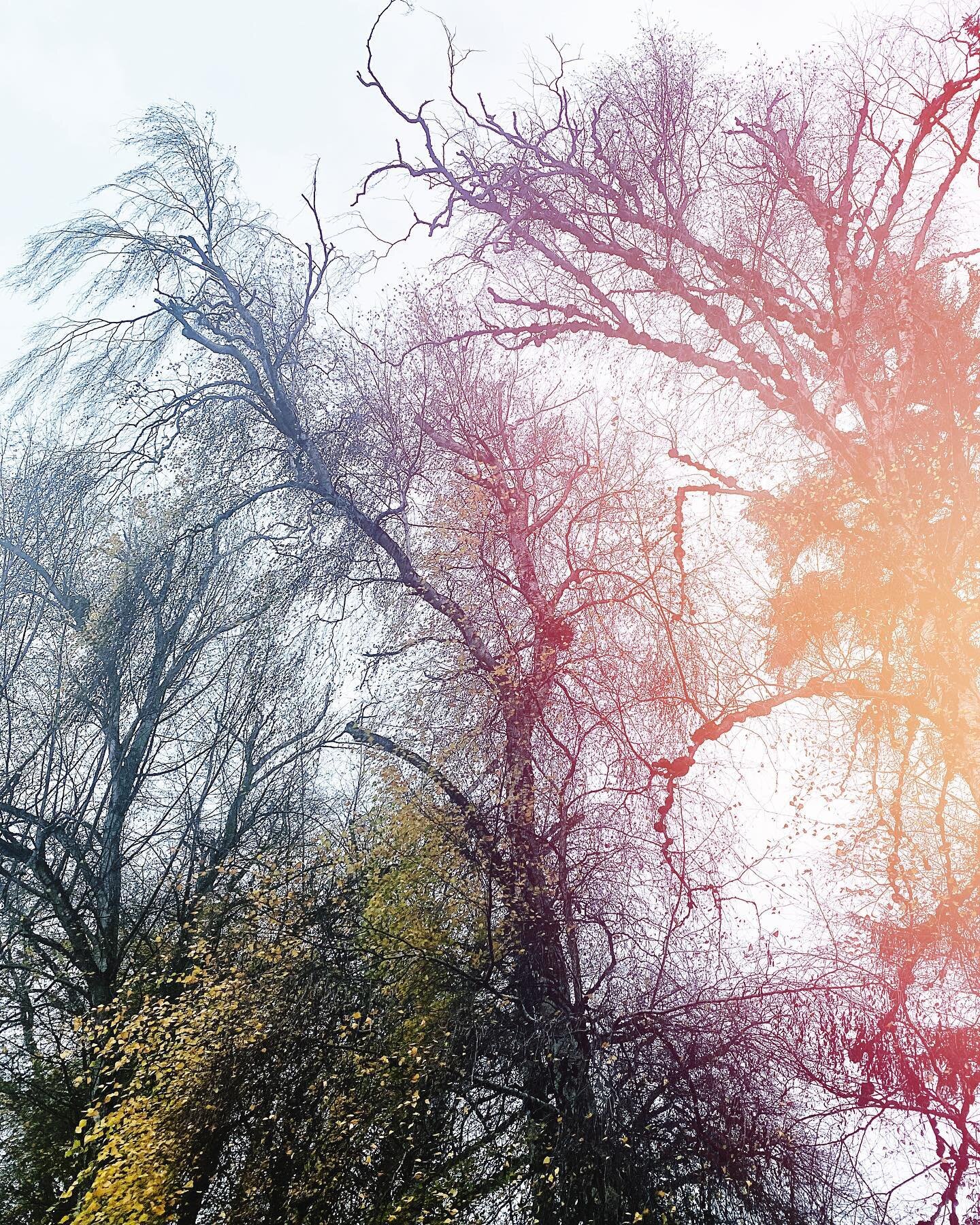 Tree textures with a kiss ❤️

Trees are poems that the earth writes upon the sky.
- Kahlil Gibran 

#tree #soul #natureheals #intrepidjoy #shelbyfrago #kahilgibran #mentalhealmatters #greenlakeseattle #beauty #artheals #soultending #creativeart #eyes