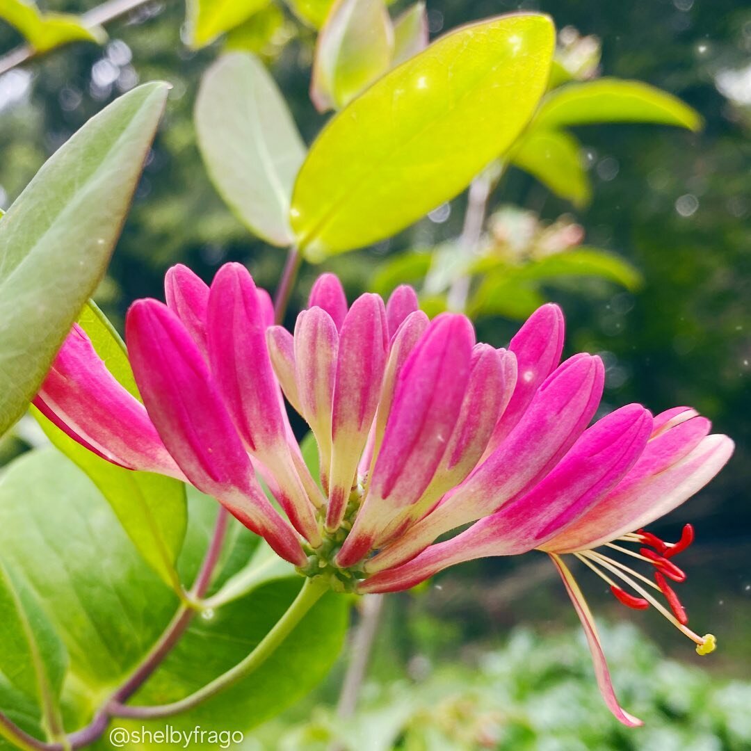 Hello Honeysuckle! 
How your beautiful blush makes me swoon. Thank you for the eye smile, it was such a sweet surprise to find you on the fly. 

#intrepidjoy #magic #delight #selflove #spring #awesome #eyesmile #joy #beauty #soul #mentalhealth #shelb