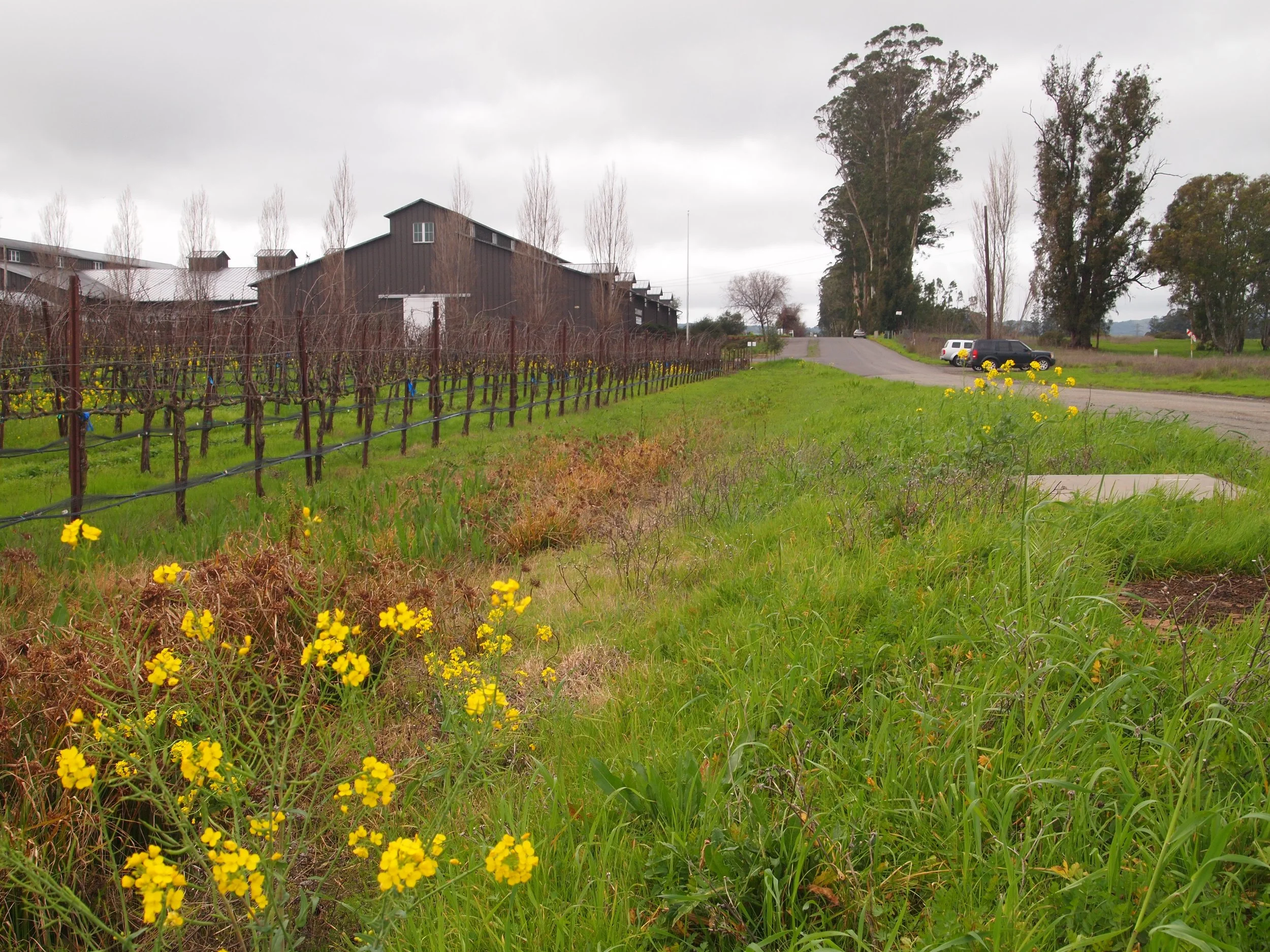 Napa Stanly Lane Trail - context view 1.JPG