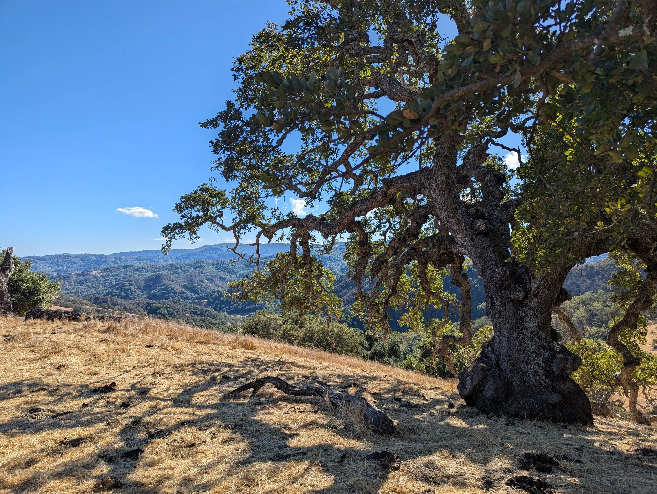 Rancho Cañada del Oro Open Space Preserve Regional Trail Planning