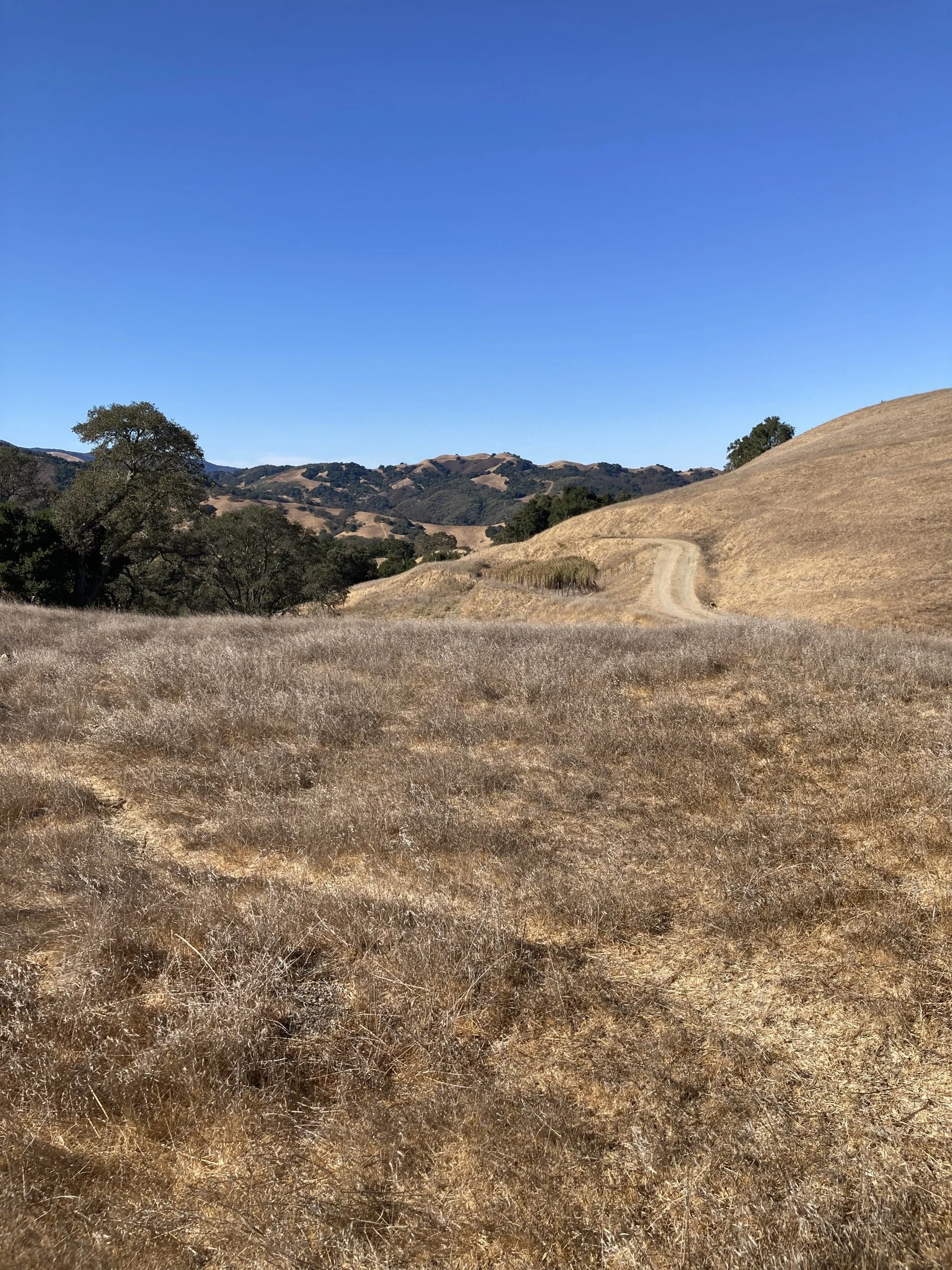 Hill range with trail going through it and trees in the background.