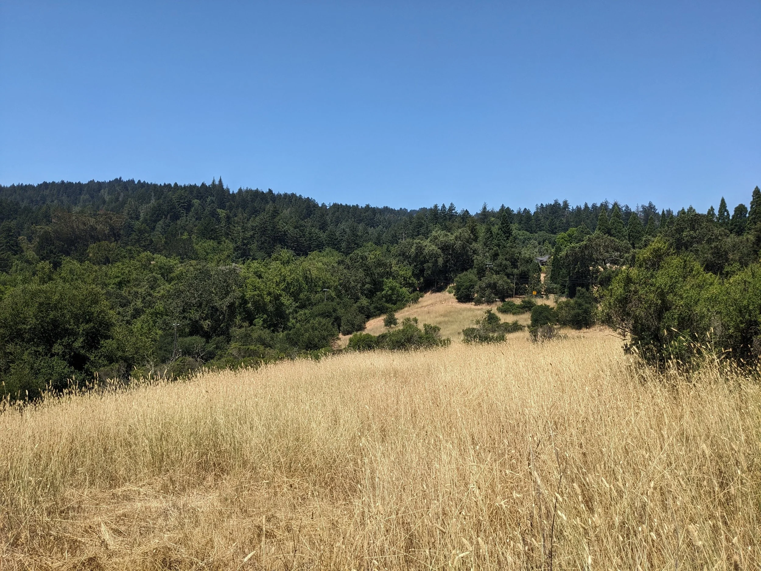 Bear Creek field with forest in the background.