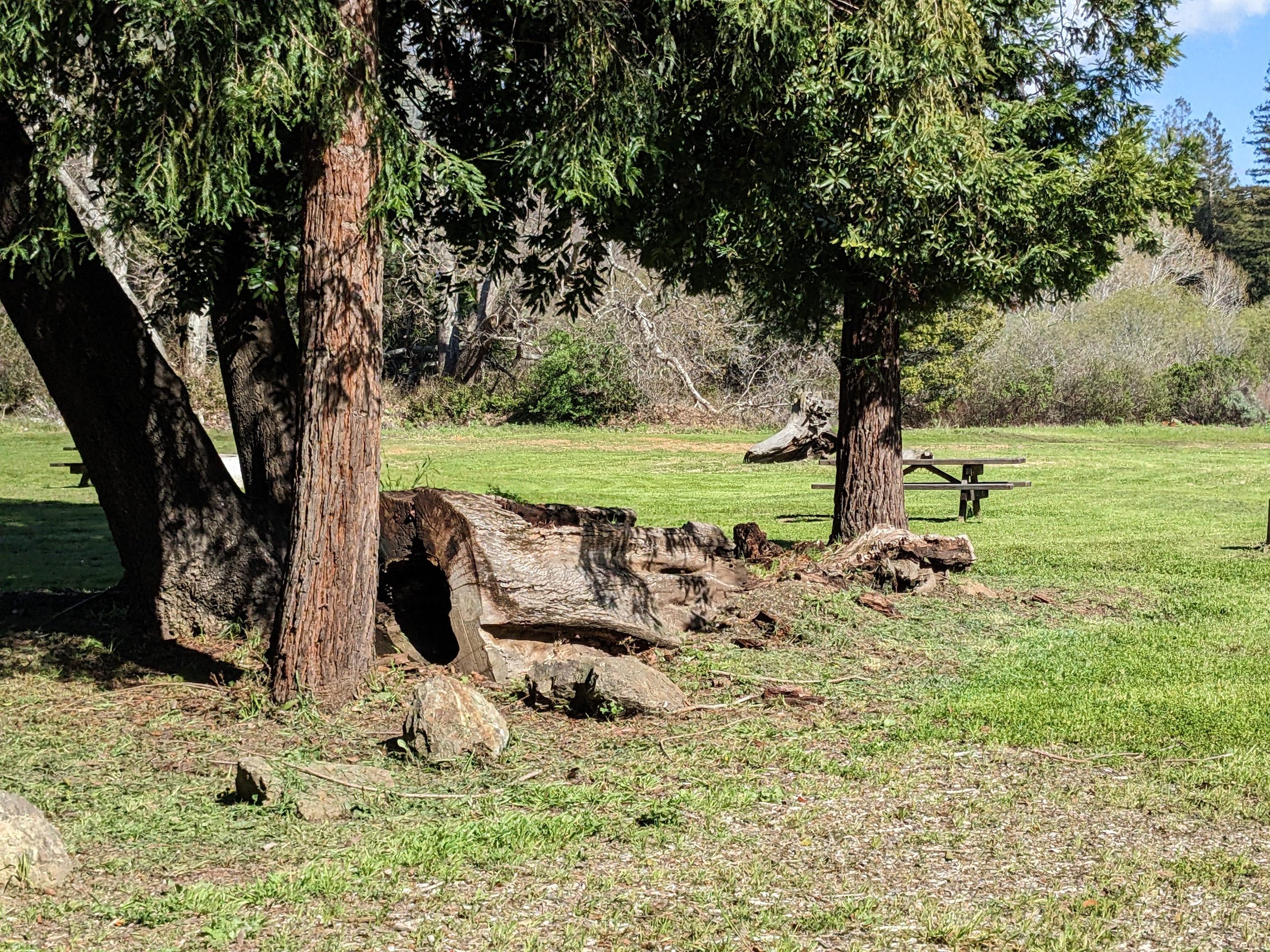 Field with trees and picnic table.