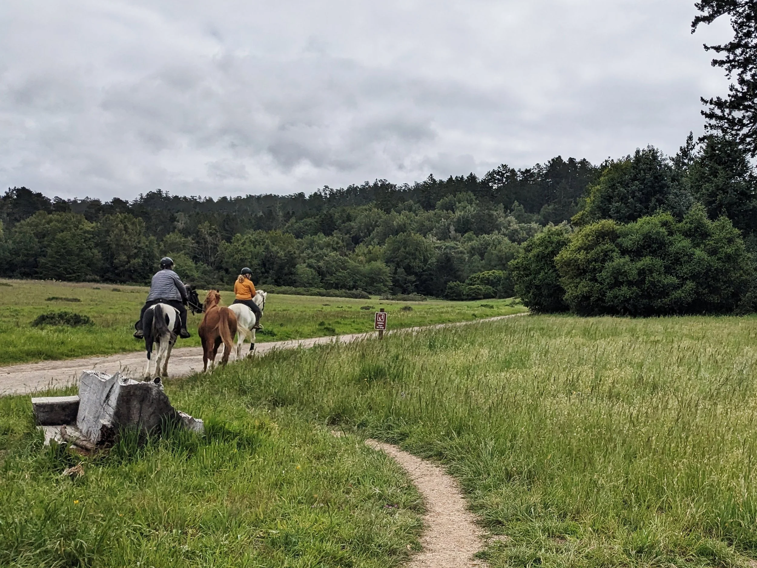 Horses walking on a trail.