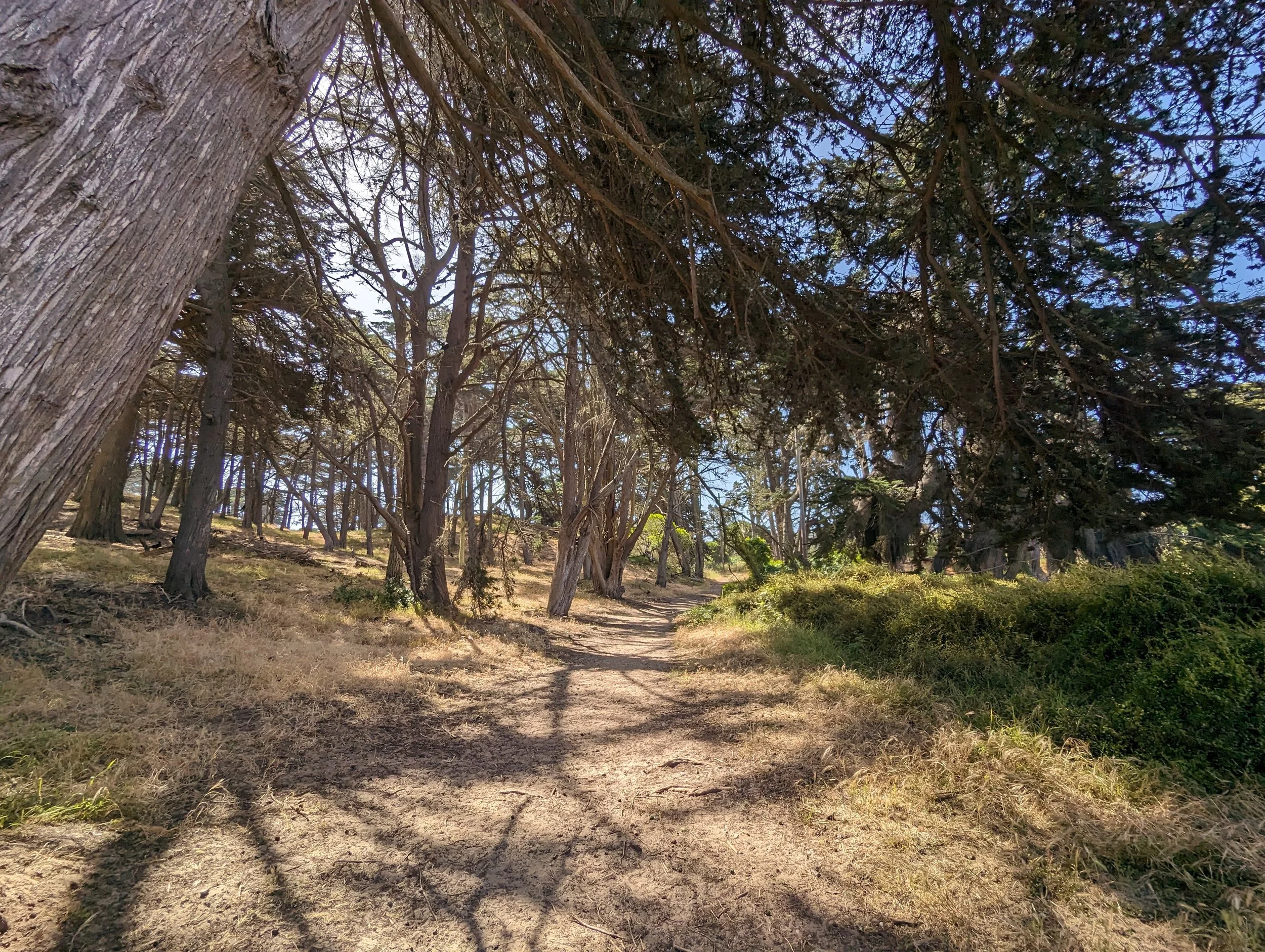 Presidio Coastal Trail and Lobos Creek Restoration