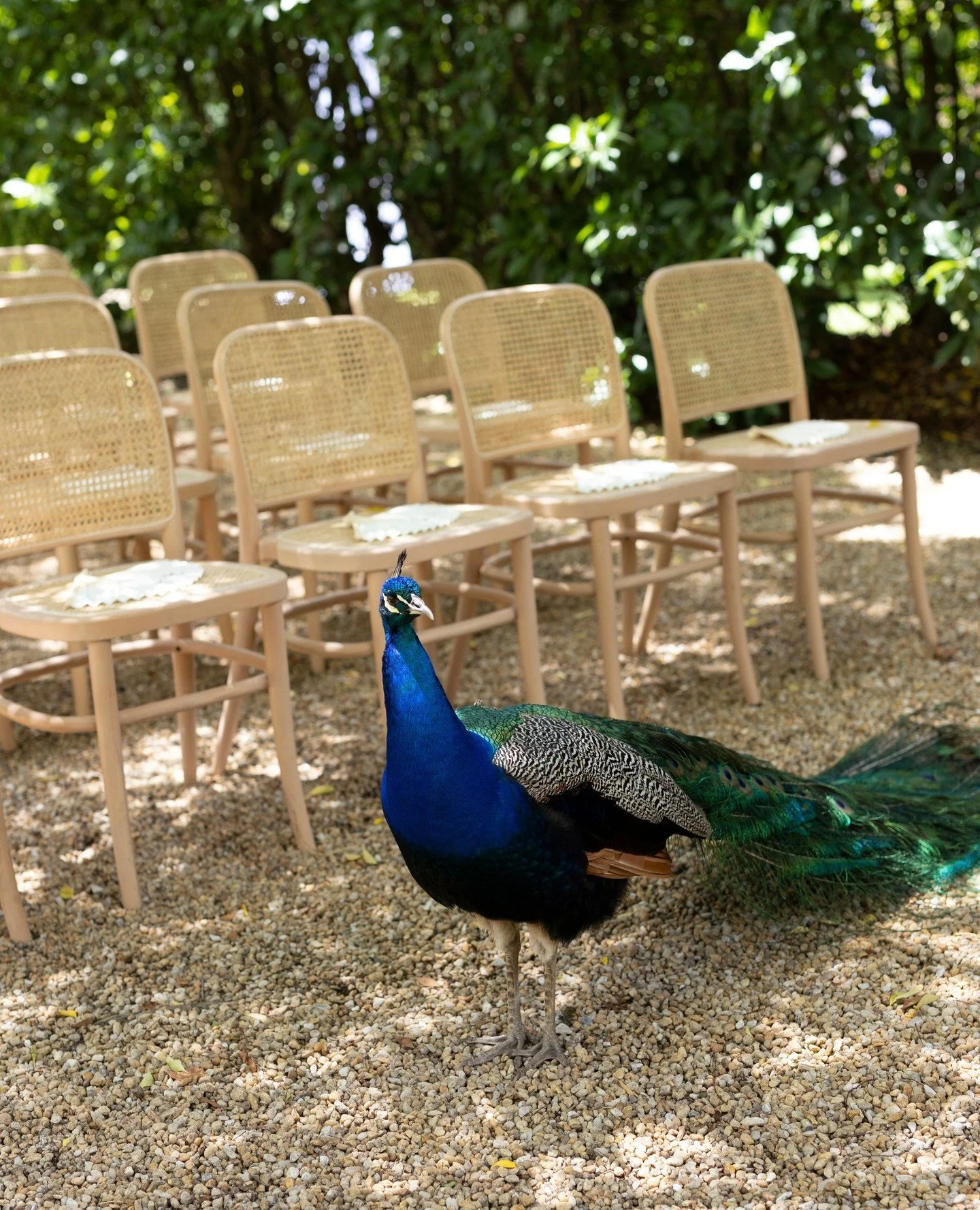 Rattan Dining Chairs&hellip; and a peacock guest 🦚⁠
⁠
That has to be good luck, right?⁠
⁠
#eventfurniturehiresydney #sydneyeventhire #sydneyevents #weddinghiresydney #ceremonyhire #sydneyweddings #hyreevents