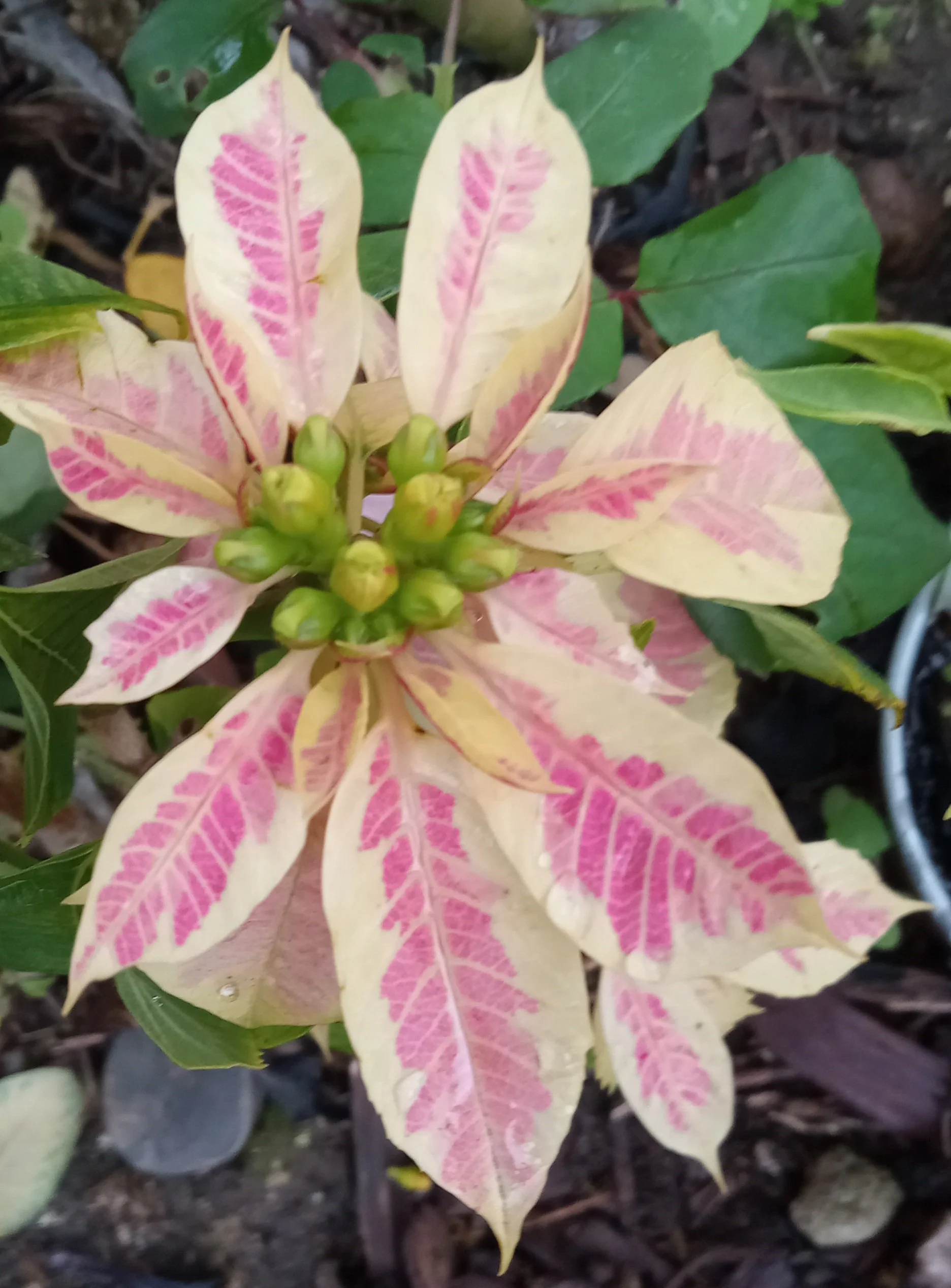 Hang On to Your Poinsettia!