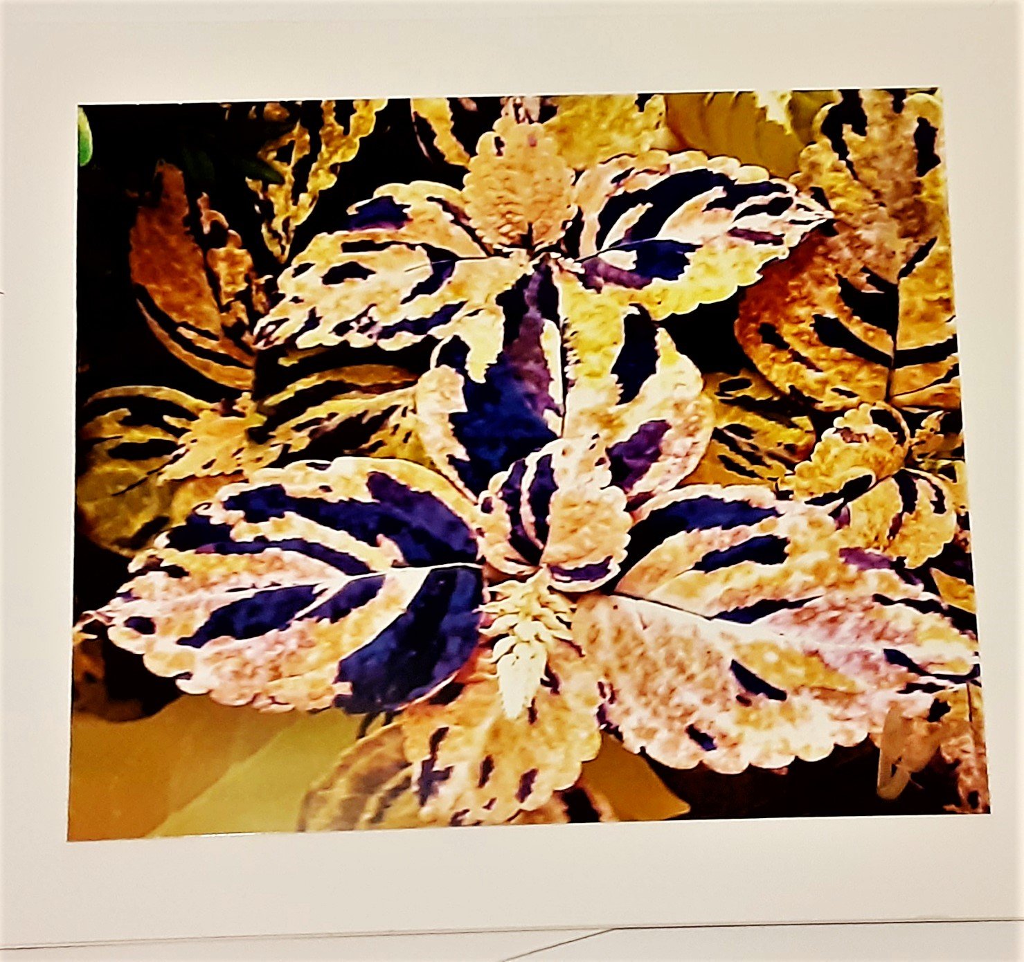 GOLD PURPLE BLUE COLEUS