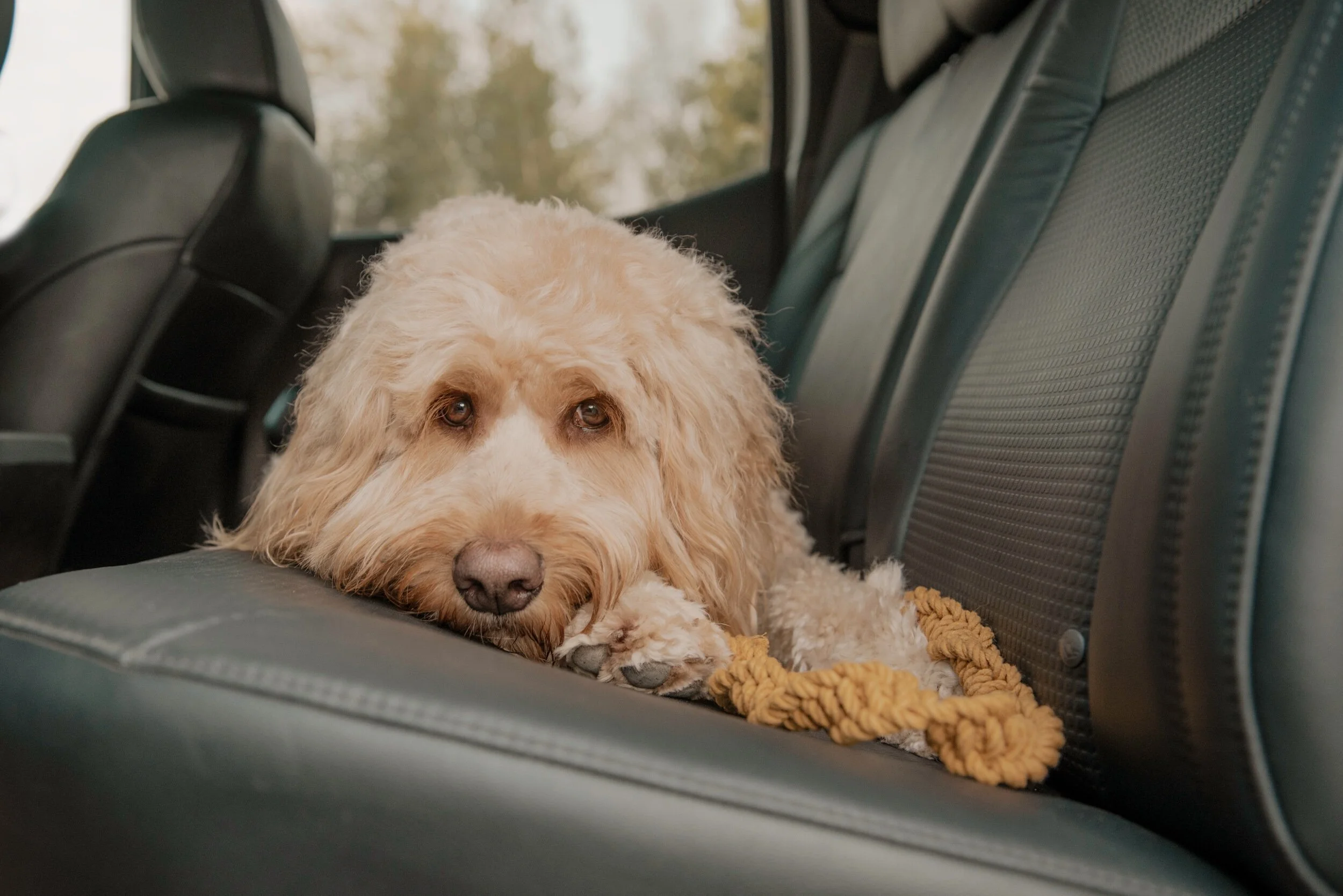 E78C2613-763B-47C1-A8F3-276F89010847