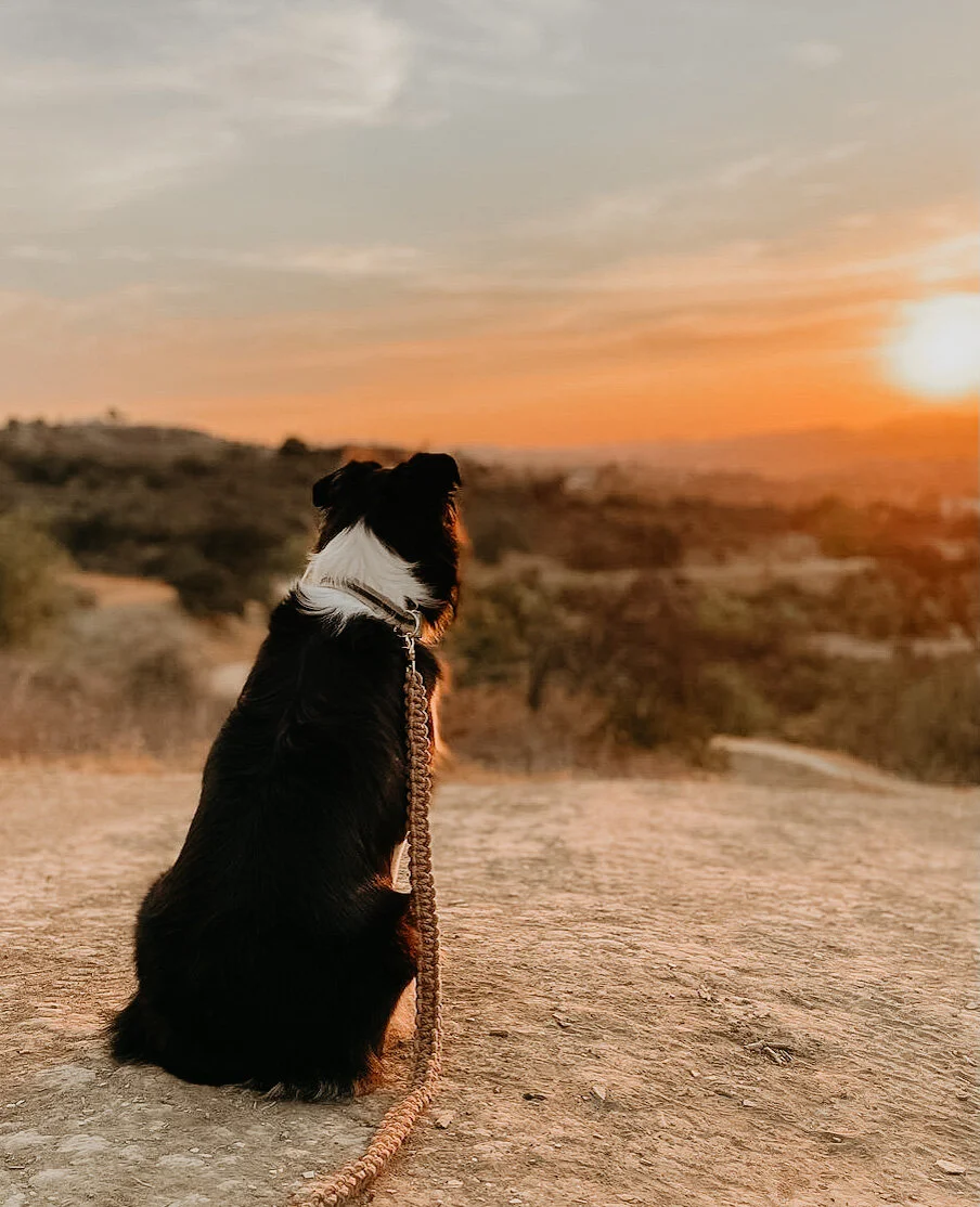 68B7E86B-8369-41DC-B1B9-35D53C263E0D