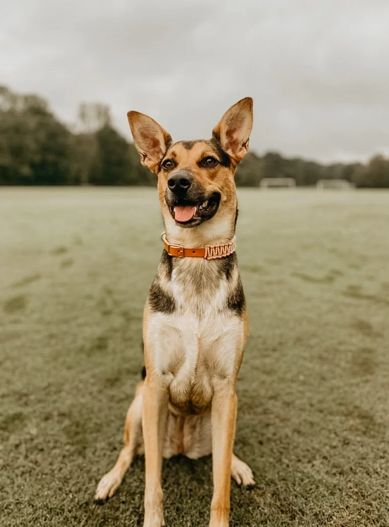 4199E9FB-F849-437F-B081-9EFB9B0D8709 2.JPG