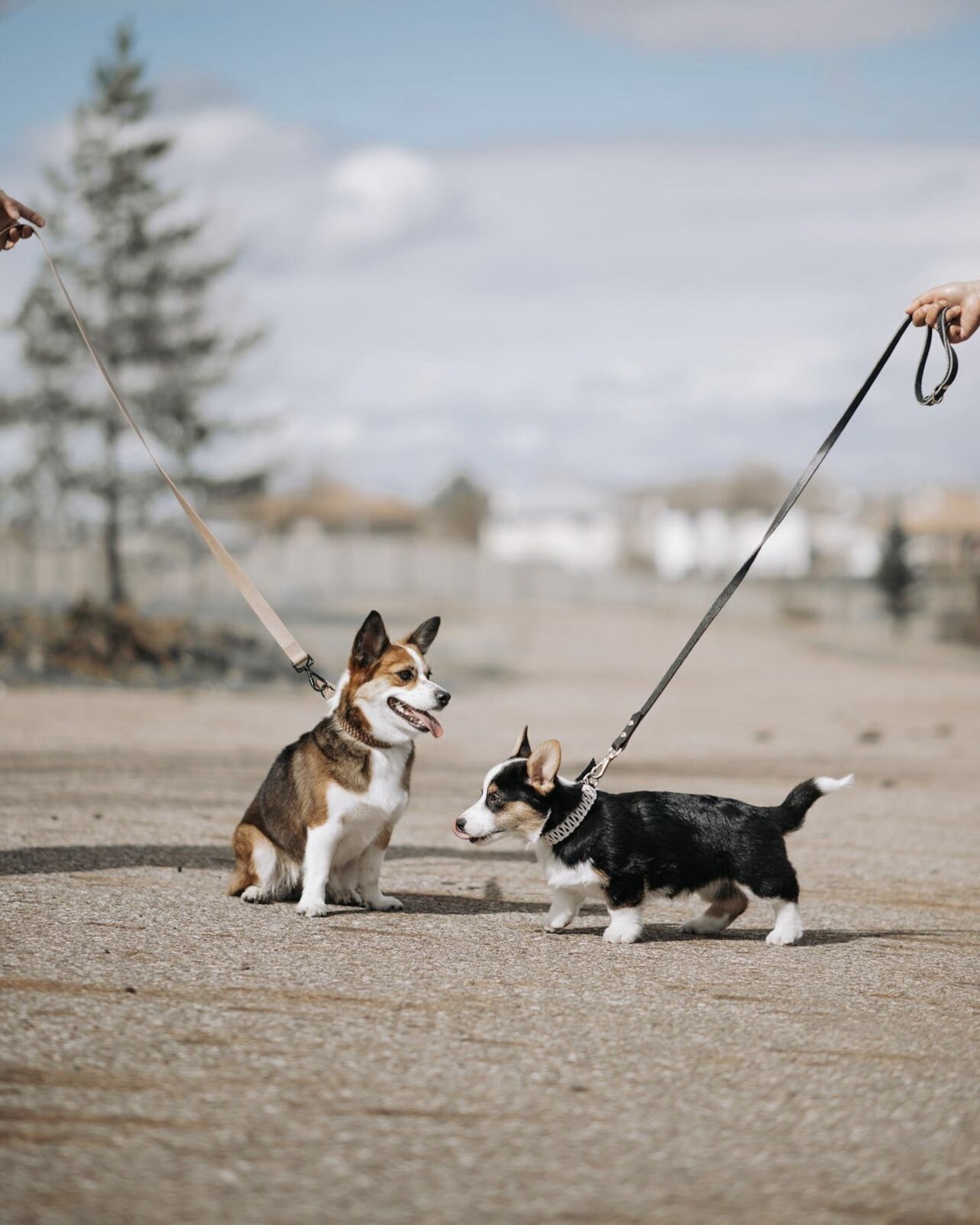 E9E8A5CB-040F-4C74-8C26-22EDA0AE6CEA