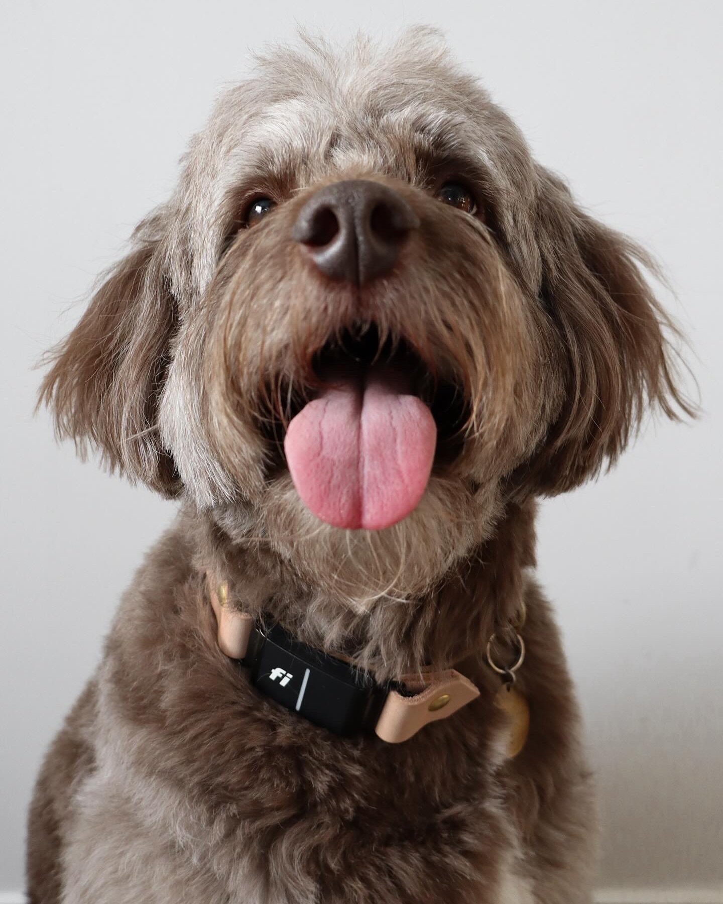 When you put on your new Fi-Compatible Collar and know you look good 😏

𝗻𝗲𝘄 𝗰𝗼𝗹𝗼𝗿 // you may see a few peeks around insta of our newest color coming soon. Launch details will be shared next week!

𝗼𝗿𝗱𝗲𝗿 𝗽𝗿𝗼𝗰𝗲𝘀𝘀𝗶𝗻𝗴 // our proce