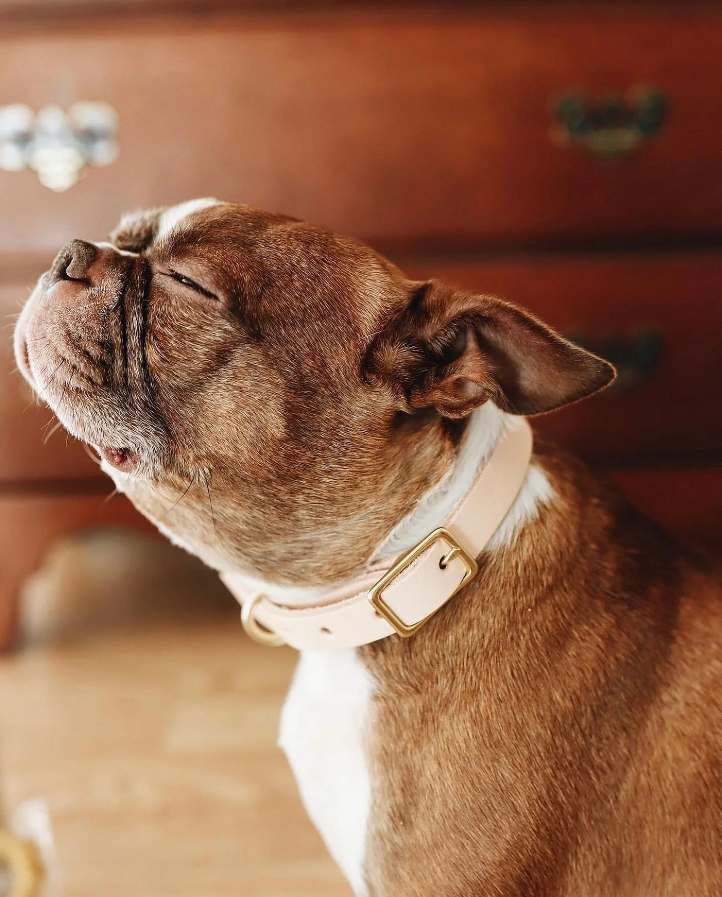 Just restocked - Natural leather collars and Olive leather leashes ☺️

𝘽𝙧𝙖𝙣𝙙 𝙍𝙚𝙥 𝙎𝙚𝙖𝙧𝙘𝙝 // only three days left to apply! Be sure to get your pup in the running 🐾 Apply via the link in our bio and tag some friends in our &lsquo;Brand R