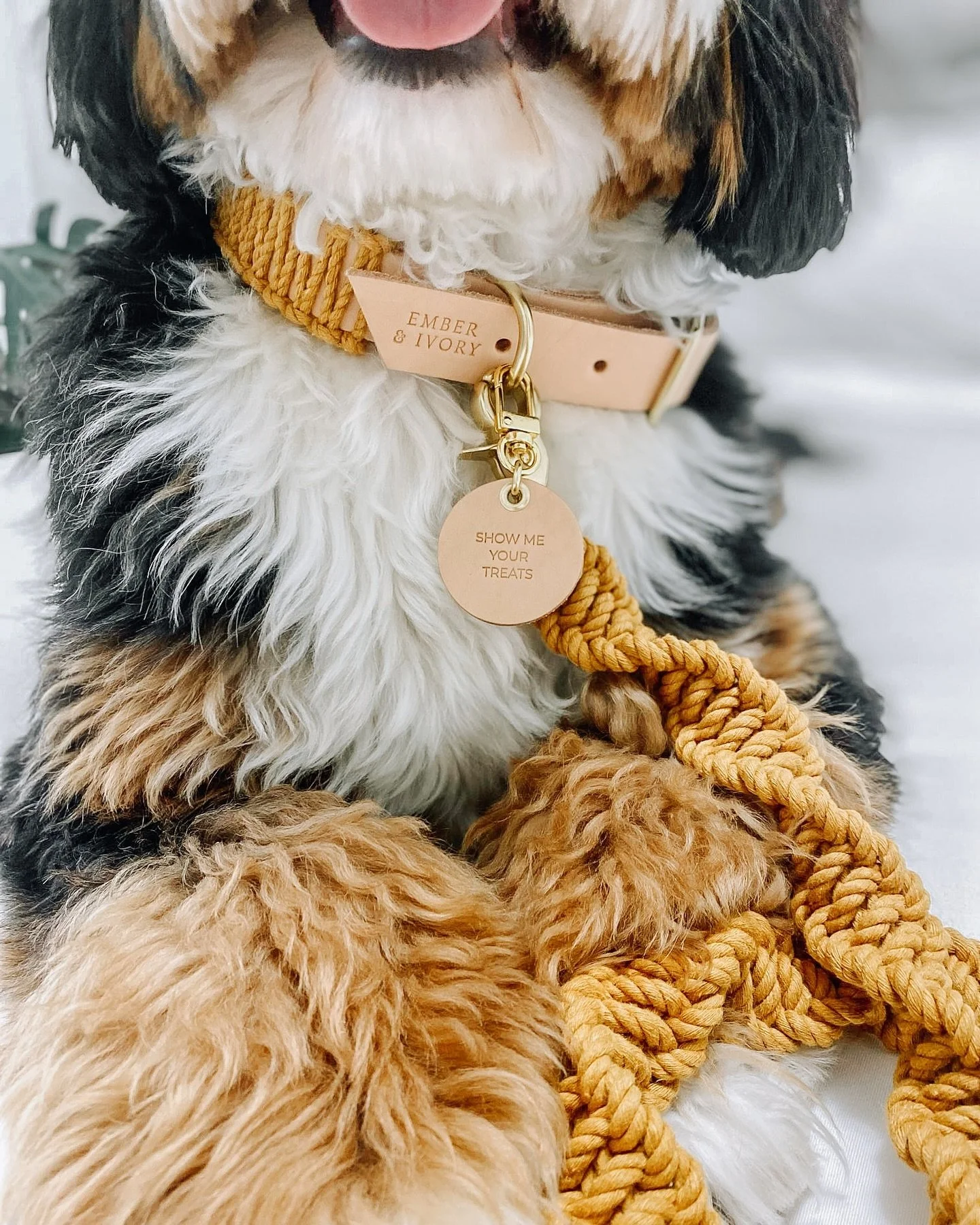 Dress to impress - the only way to beat the Monday blues ✨

&bull; mustard/natural WIDE macrame collar
&bull; show me your treats leather pet tag
&bull; mustard macrame leash

#macramedogleash #falldogfashion #aestheticdogs #bohodogaccessories #showm