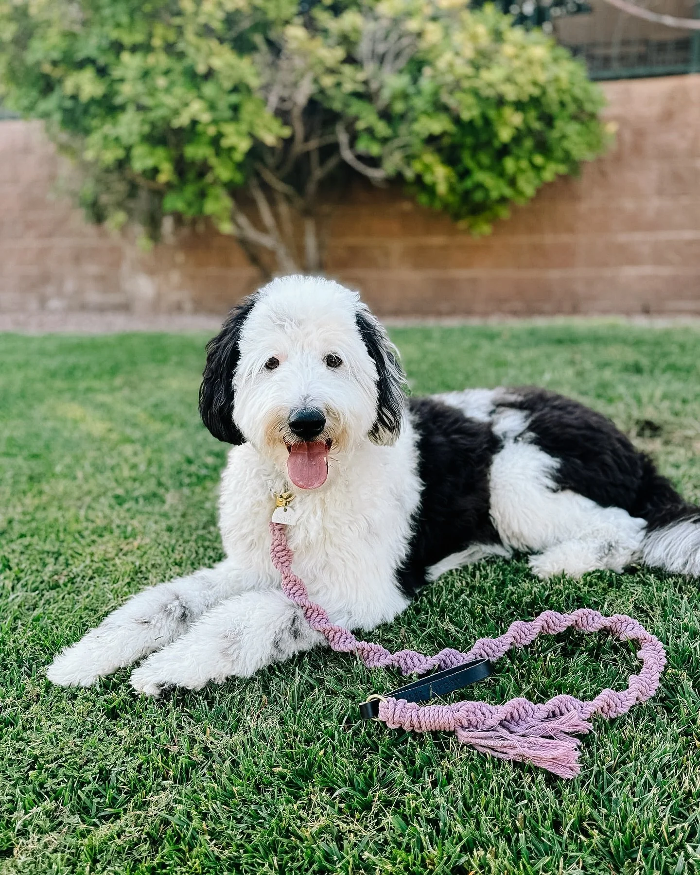 We&rsquo;re a little quiet, but we are working our tails off getting your orders made and out as quickly as possible! 🐕

As hurricane Milton approaches our coast, we will be pausing shipping to avoid packages being lost or damaged. Shipping will res