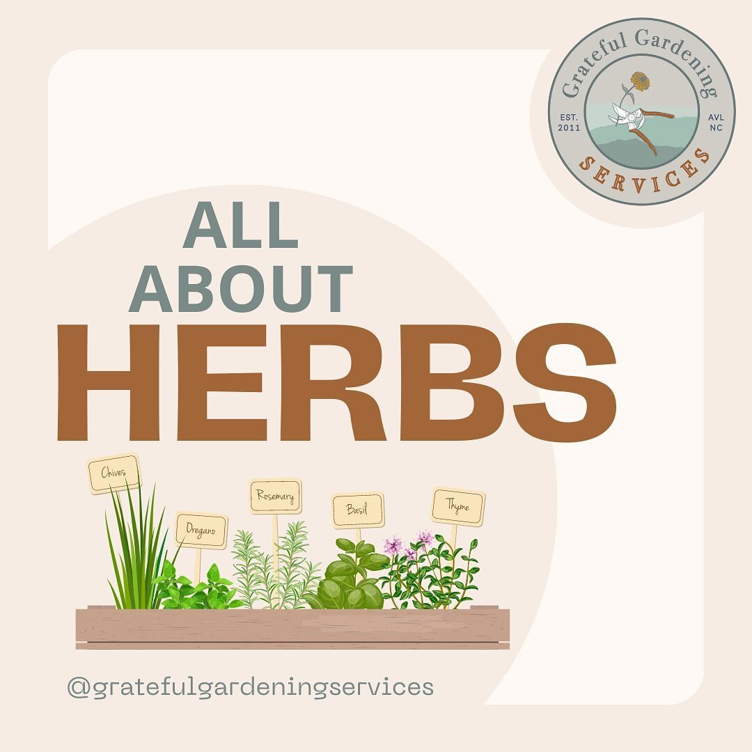 Plant your herb garden indoors or outdoors with ease! 🪴

Here are some tips and tricks all about herbs! 🌿
.
.
.
.
 #828isgreat #UrbanGardening #Gardeningavl #GardenConsult #GardenCoach #HerbGardenTips #PlantingHerbs