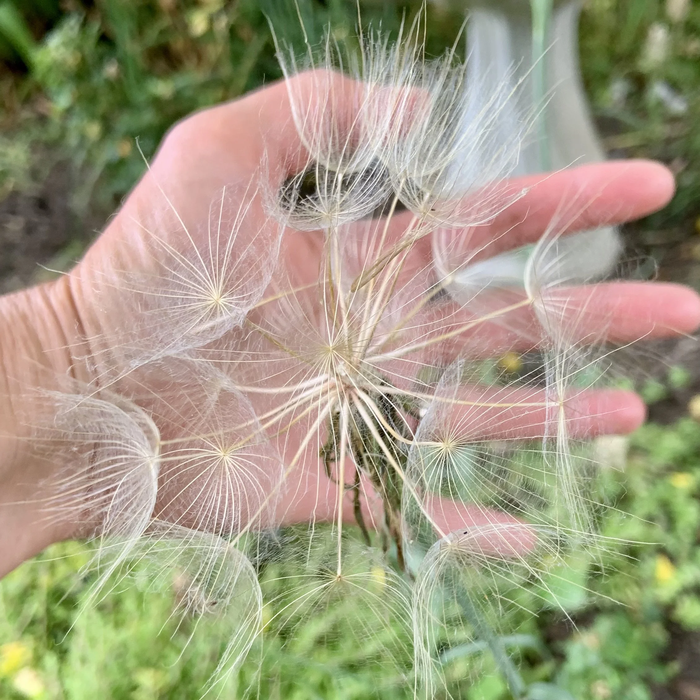 Seed head close up.jpeg