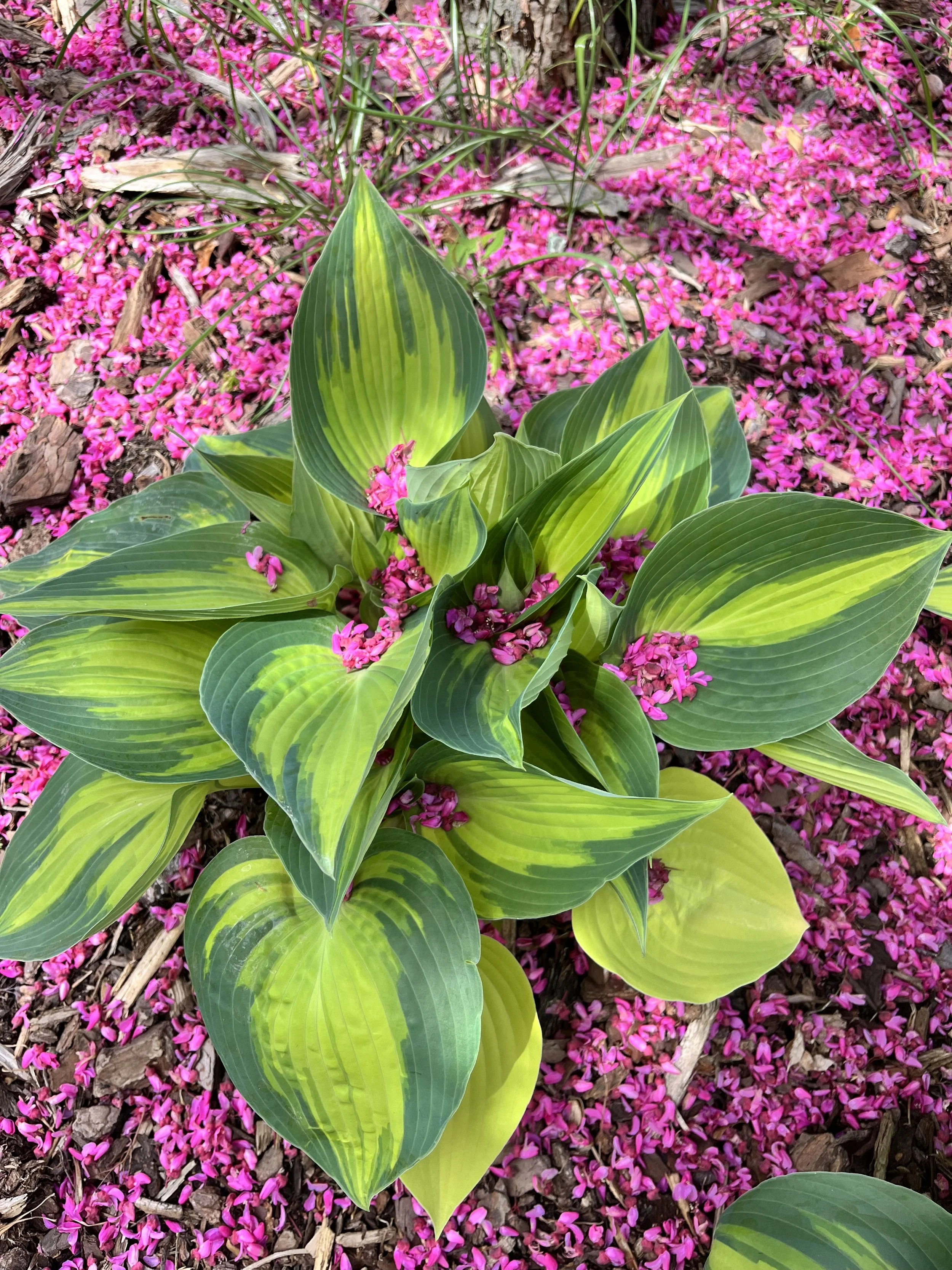 Hosta w: pink blossoms.jpeg